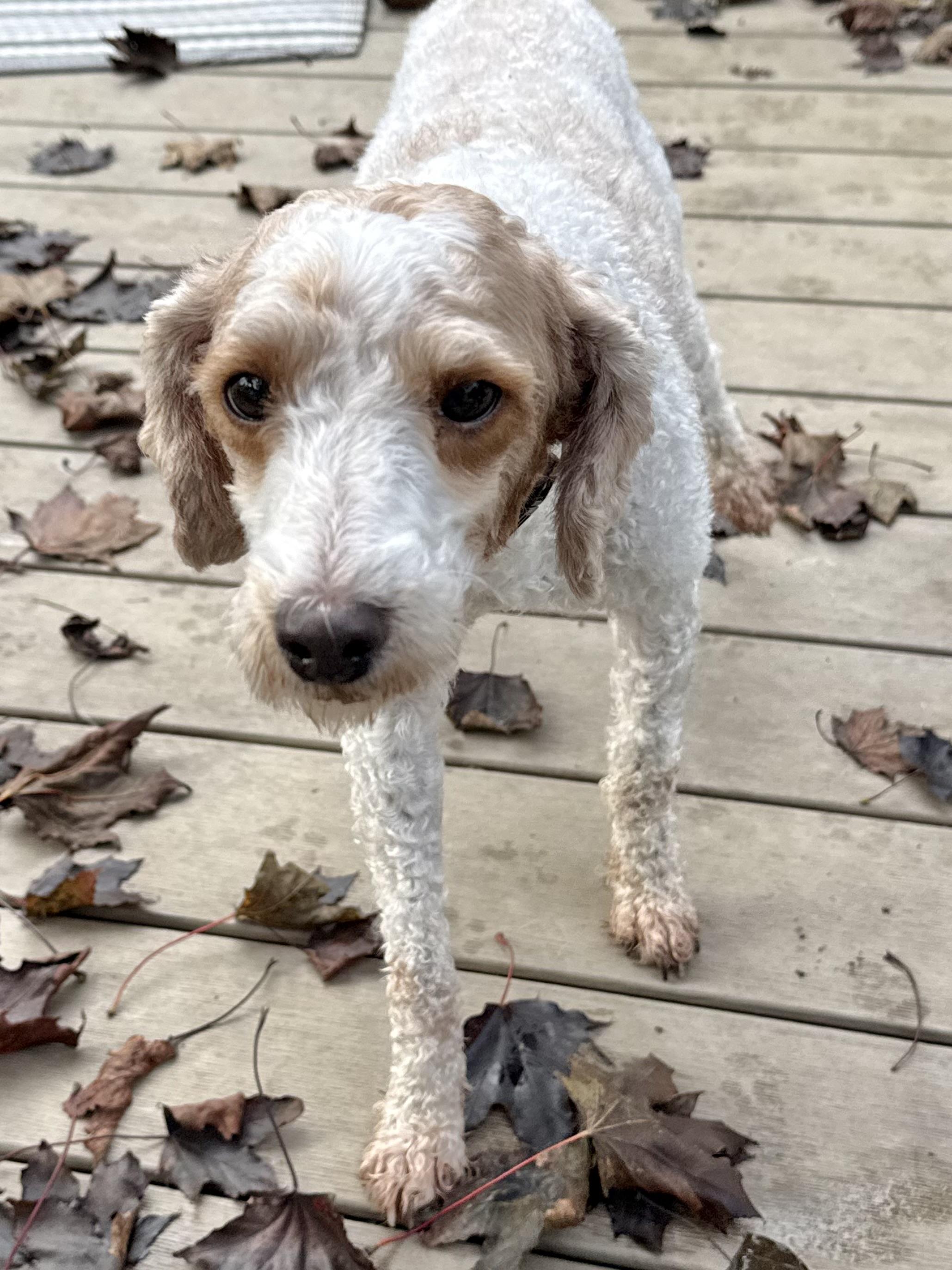 Enlarge Gandolf, a Adoptable Miniature Poodle in Havertown, PA image 4/4