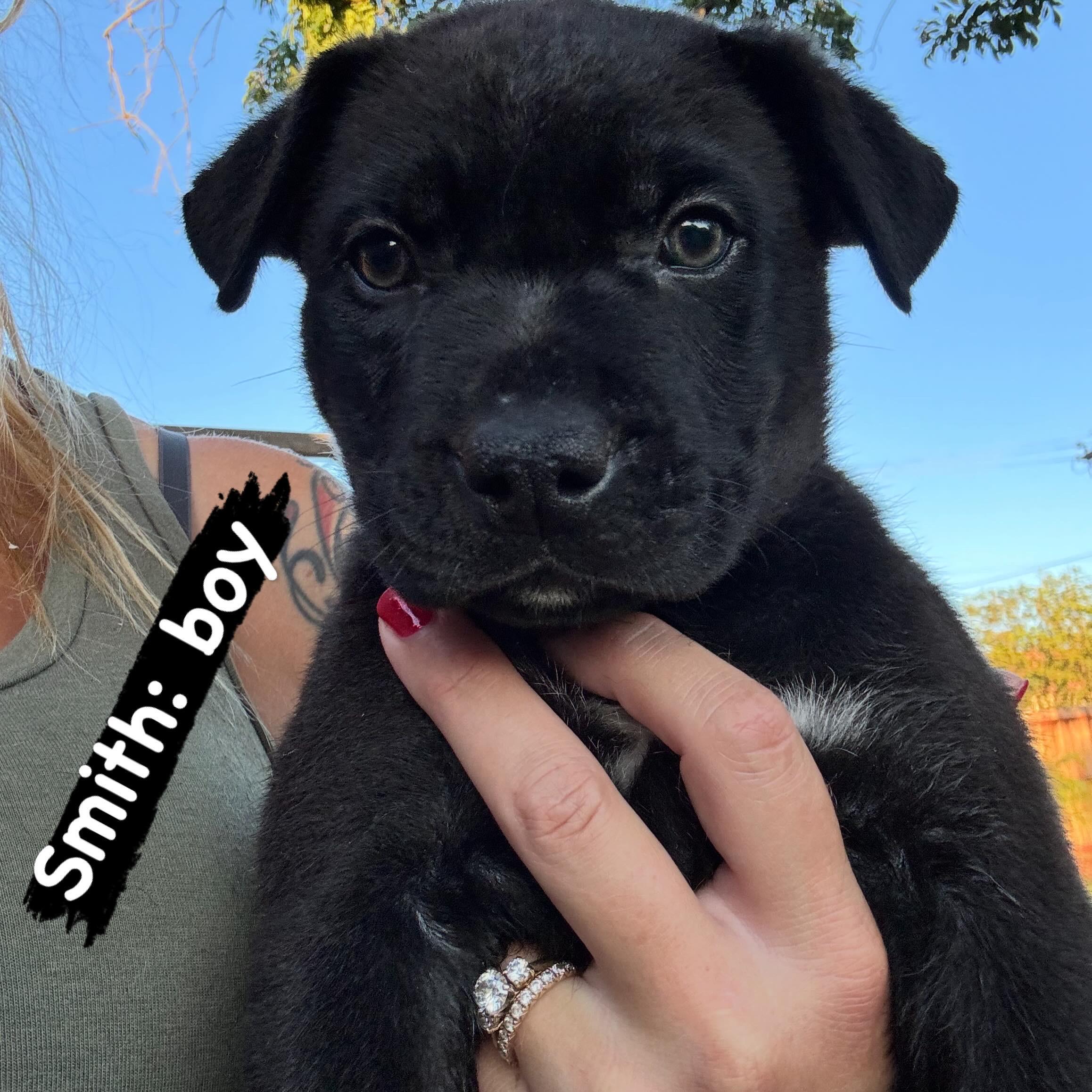 Enlarge Smith, a Adoptable mixed breed in Lincoln, CA image 2/2