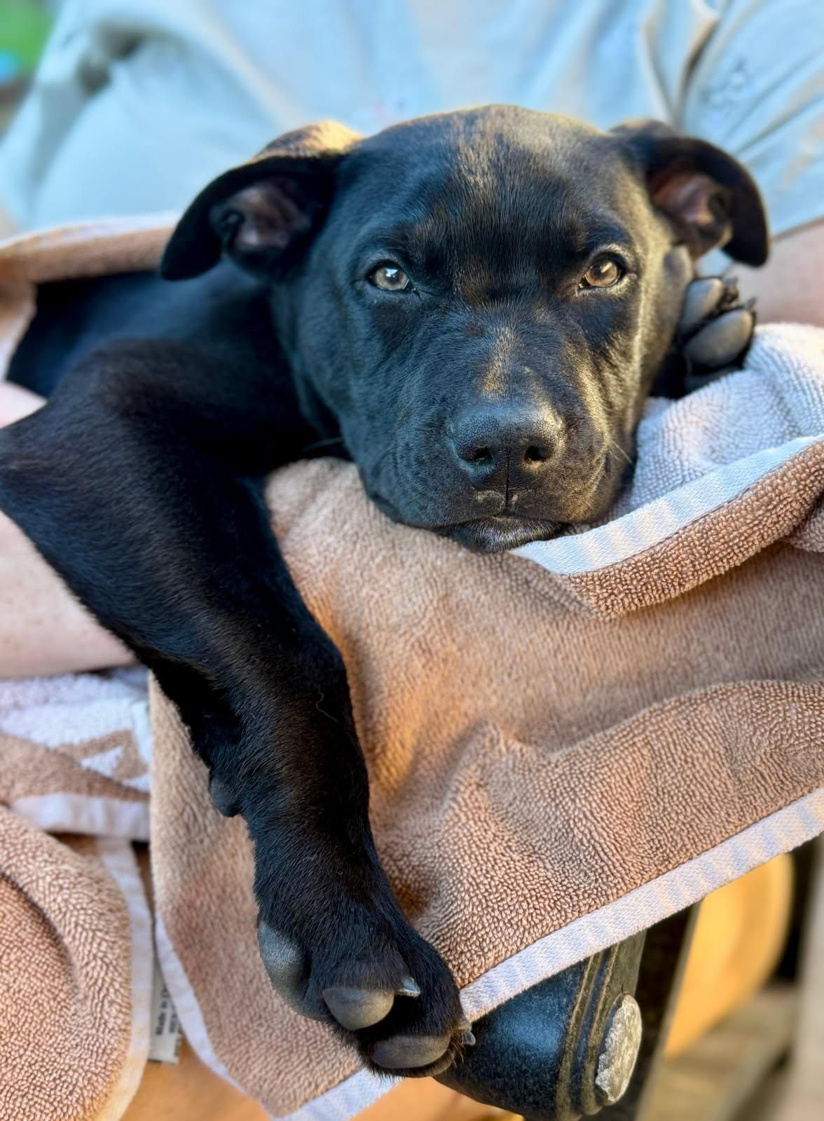 Smith, adopted, Puppy Male Pit Bull Terrier.