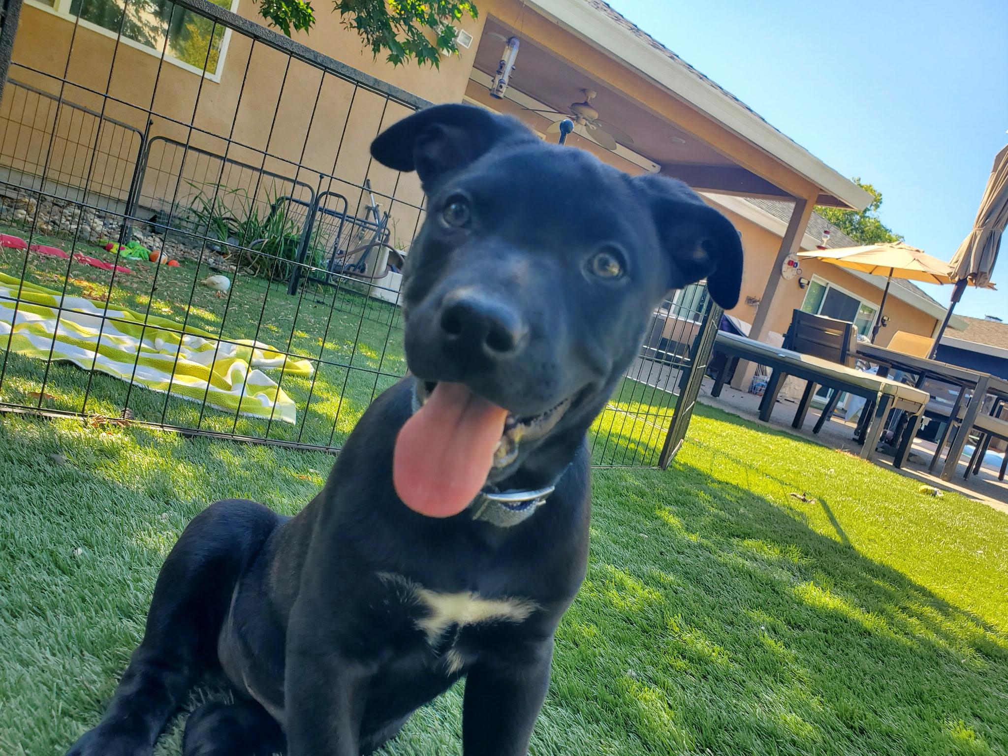 Enlarge Smith, an adopted mixed breed in Lincoln, CA image 2/5