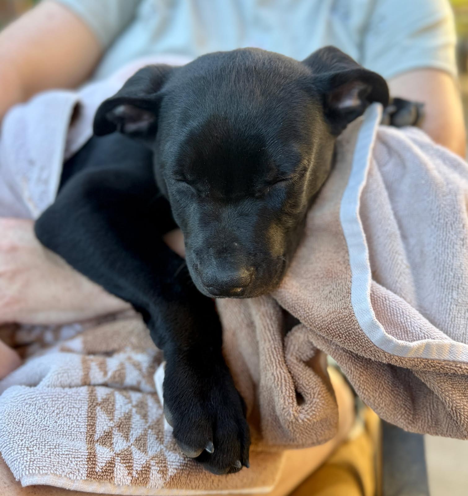 Enlarge Smith, an adopted mixed breed in Lincoln, CA image 5/5