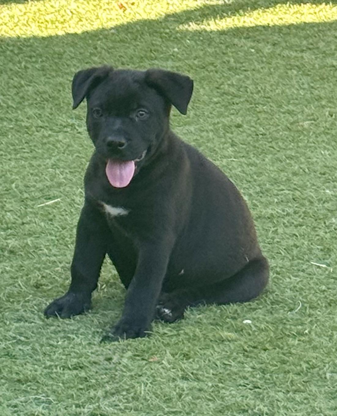 Enlarge Smith, a Adoptable mixed breed in Lincoln, CA image 1/2