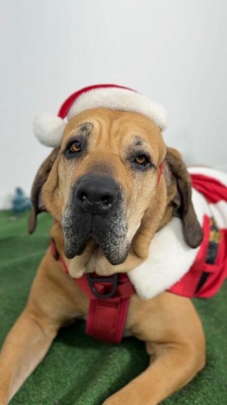 Enlarge Shelssy, a Adoptable mixed breed in Henderson, NV image 1/1