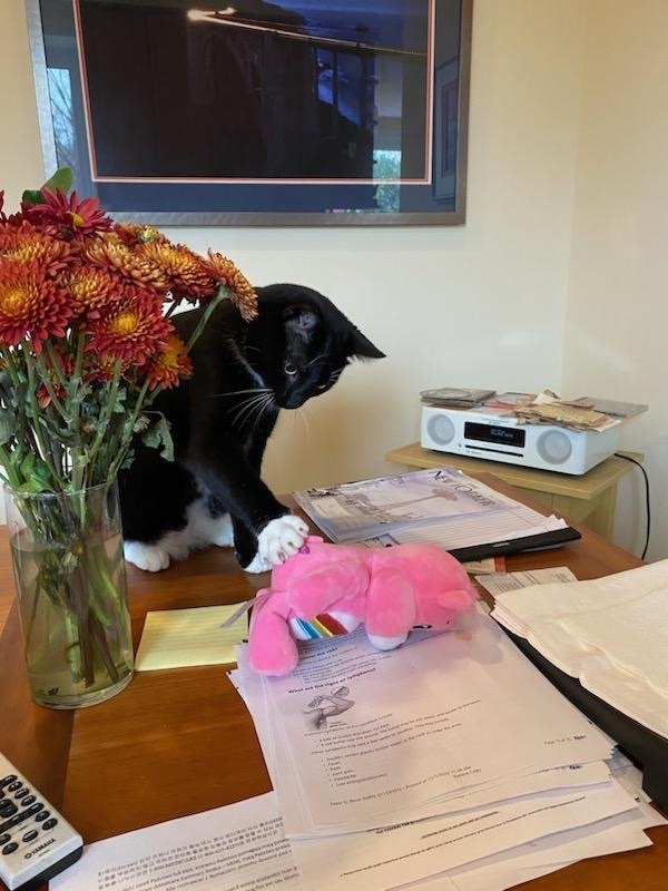 Enlarge Oreo, a Adoptable Domestic Short Hair in Philadelphia, PA image 8/12