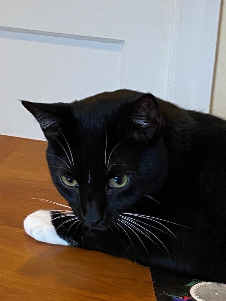 Enlarge Oreo, a Adoptable Domestic Short Hair in Philadelphia, PA image 9/12