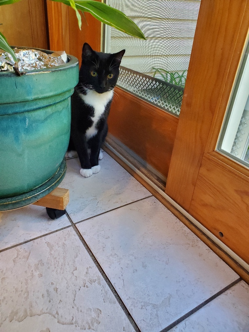 Enlarge Oreo, a Adoptable Domestic Short Hair in Philadelphia, PA image 10/12