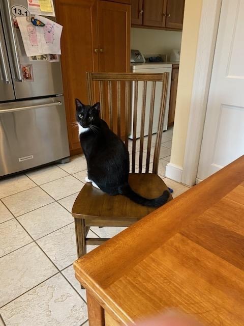 Enlarge Oreo, a Adoptable Domestic Short Hair in Philadelphia, PA image 11/12