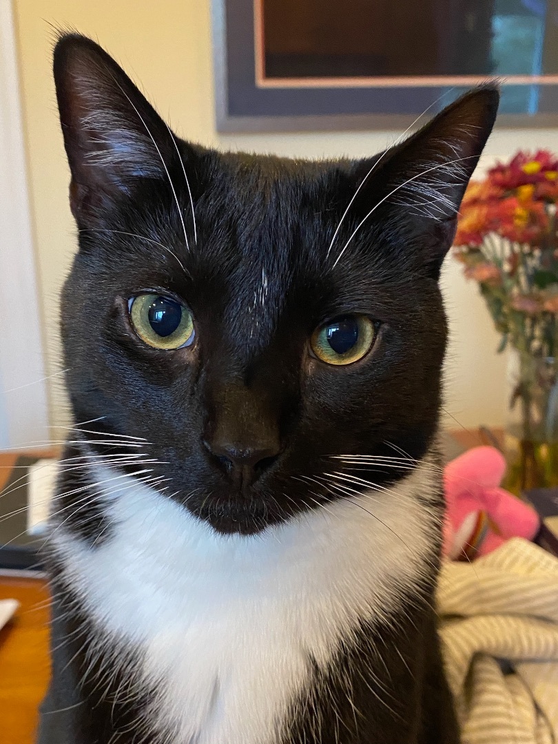 Oreo, a Adoptable Domestic Short Hair in Philadelphia, PA image 1/12