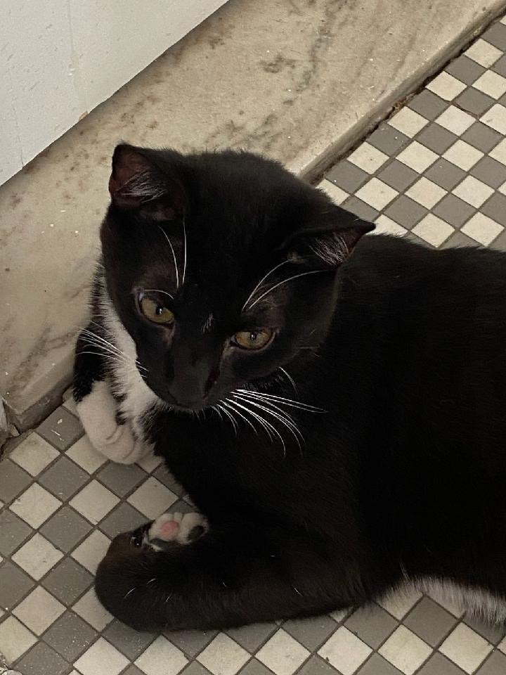 Enlarge Oreo, a Adoptable Domestic Short Hair in Philadelphia, PA image 12/12