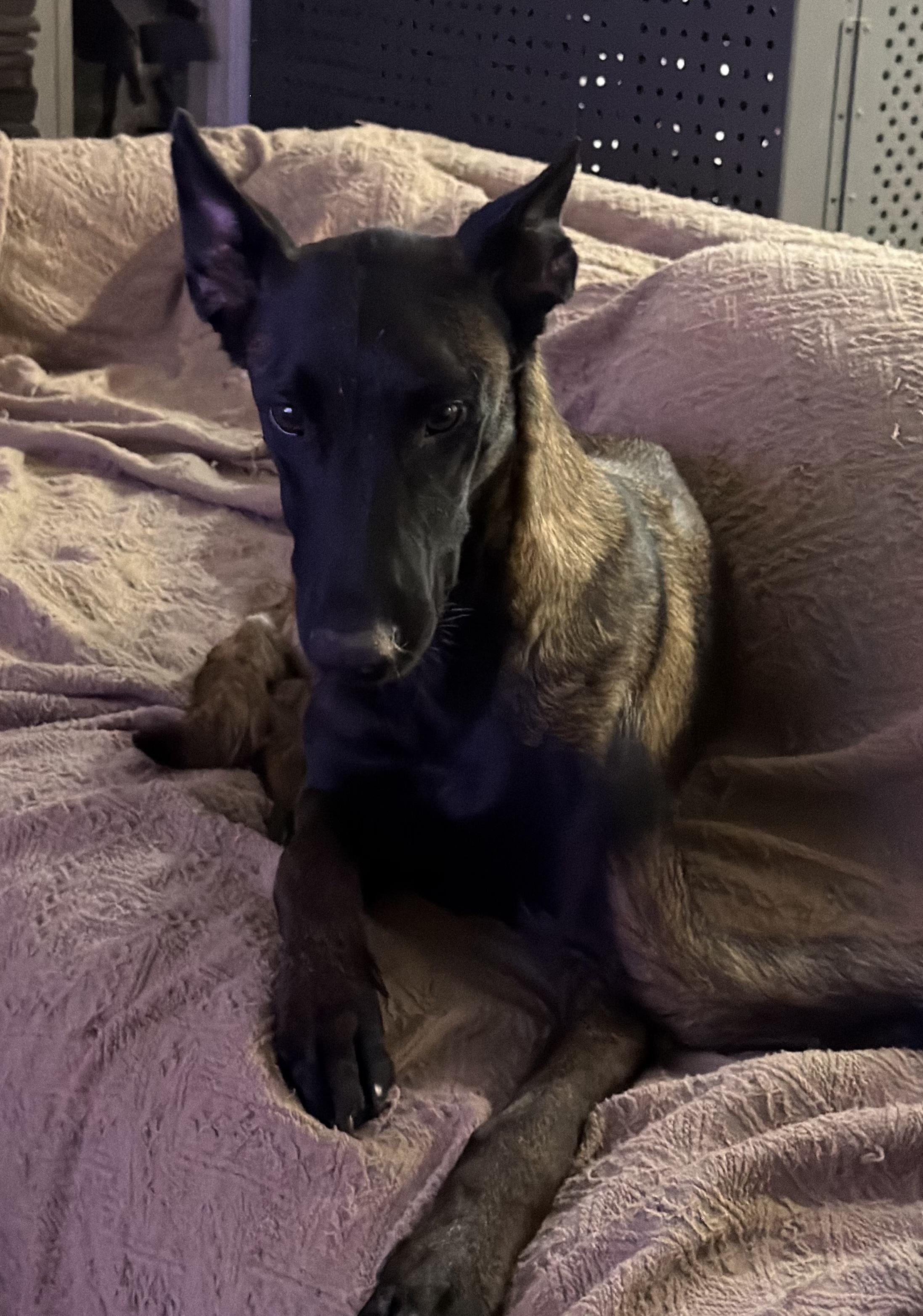 Enlarge Aimee, a Adoptable Belgian Shepherd / Malinois in Port Saint Lucie, FL image 2/4
