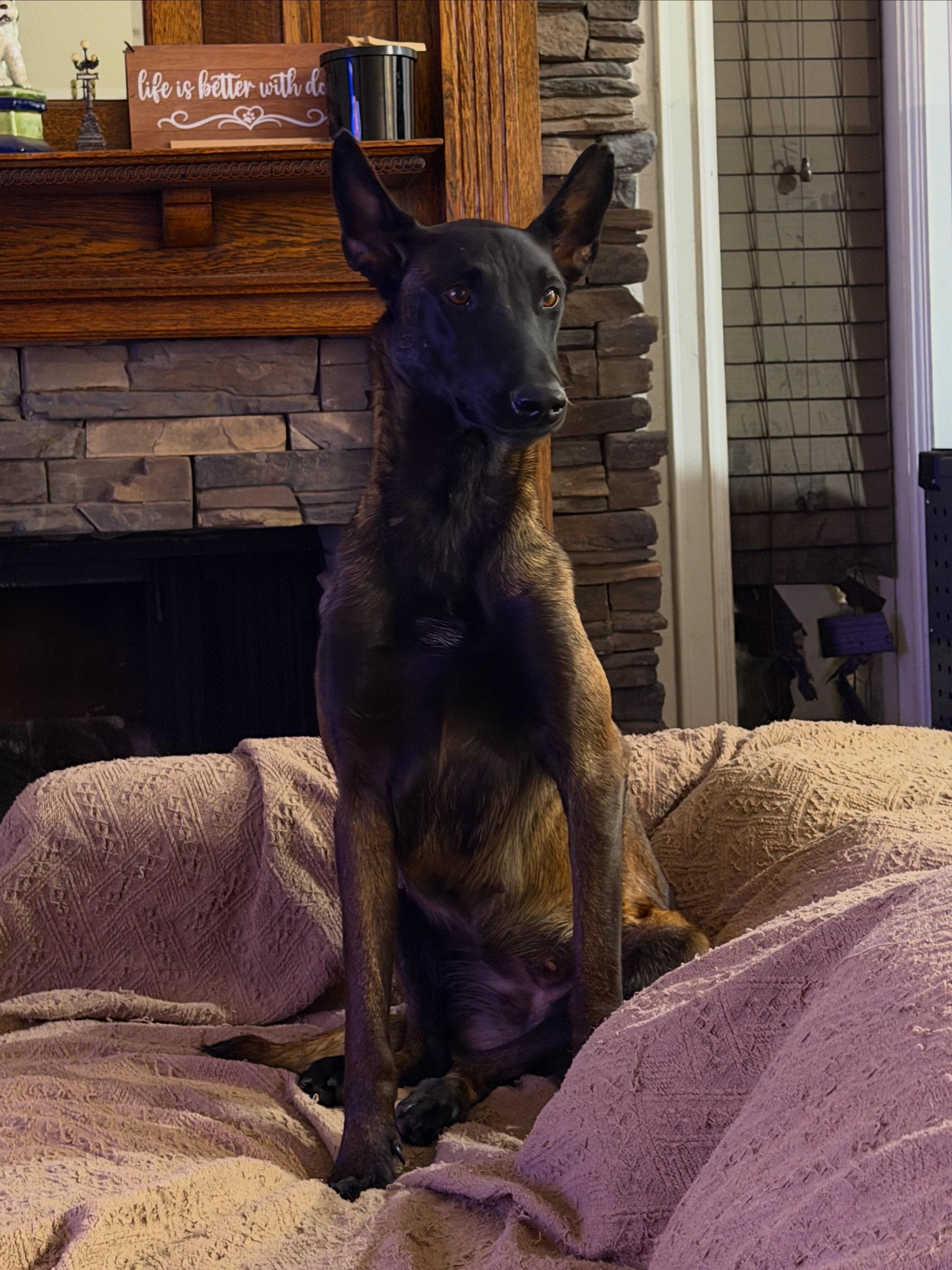 Aimee, Adoptable, Adult Female Belgian Shepherd / Malinois.