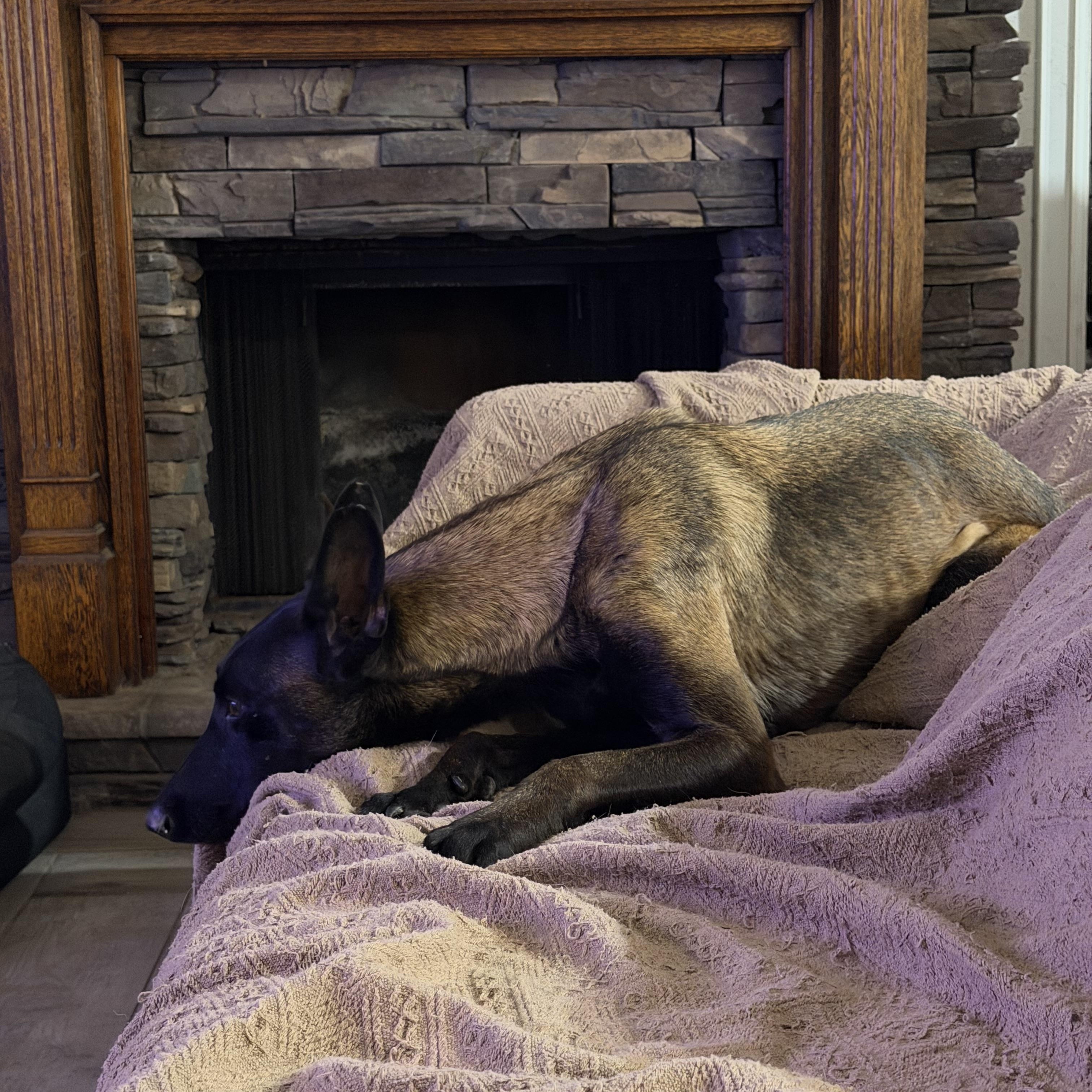 Enlarge Aimee, a Adoptable Belgian Shepherd / Malinois in Port Saint Lucie, FL image 3/4