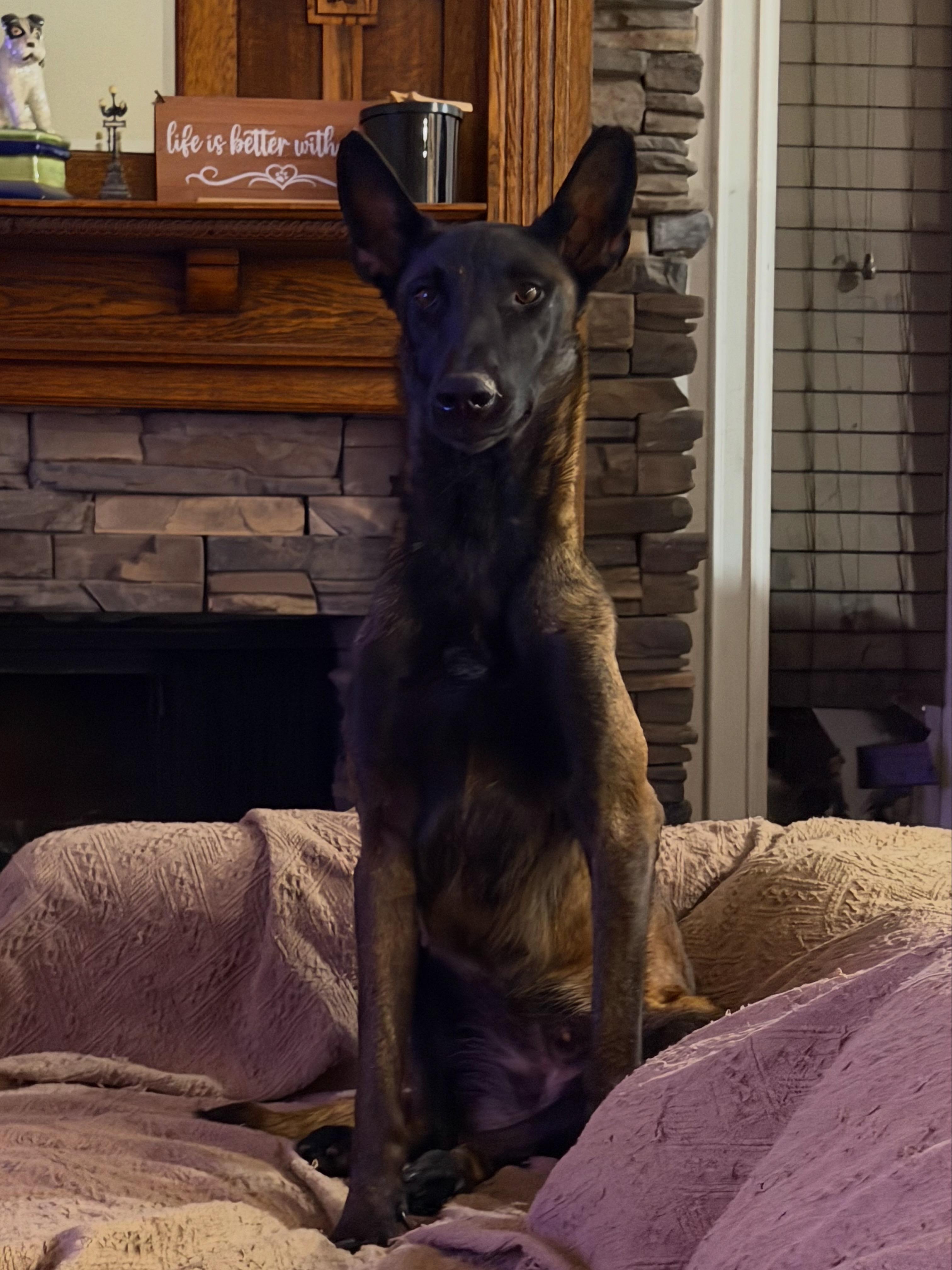 Enlarge Aimee, a Adoptable Belgian Shepherd / Malinois in Port Saint Lucie, FL image 4/4