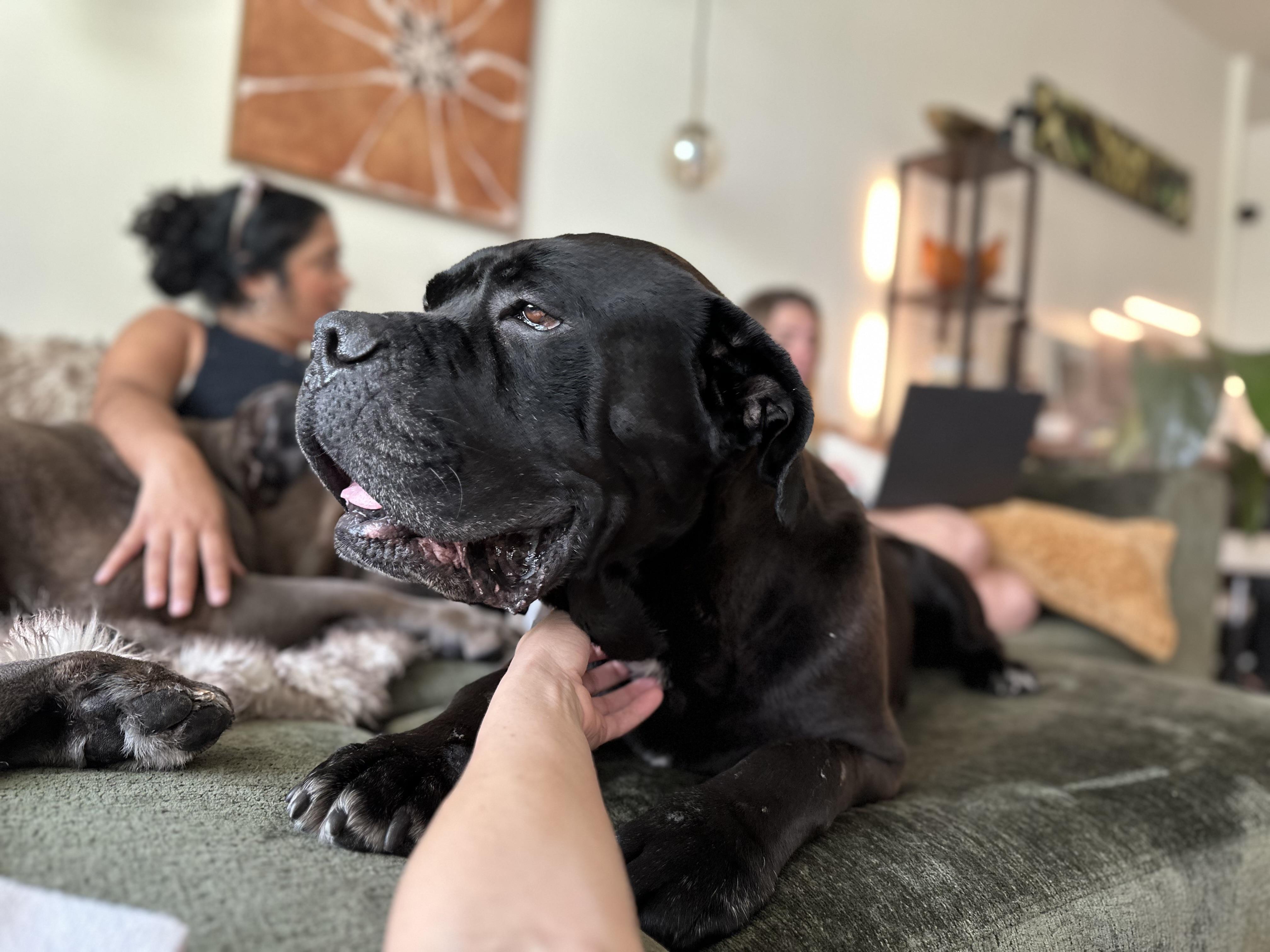 Enlarge Dozer, a Adoptable Cane Corso in Cornelius, NC image 3/5