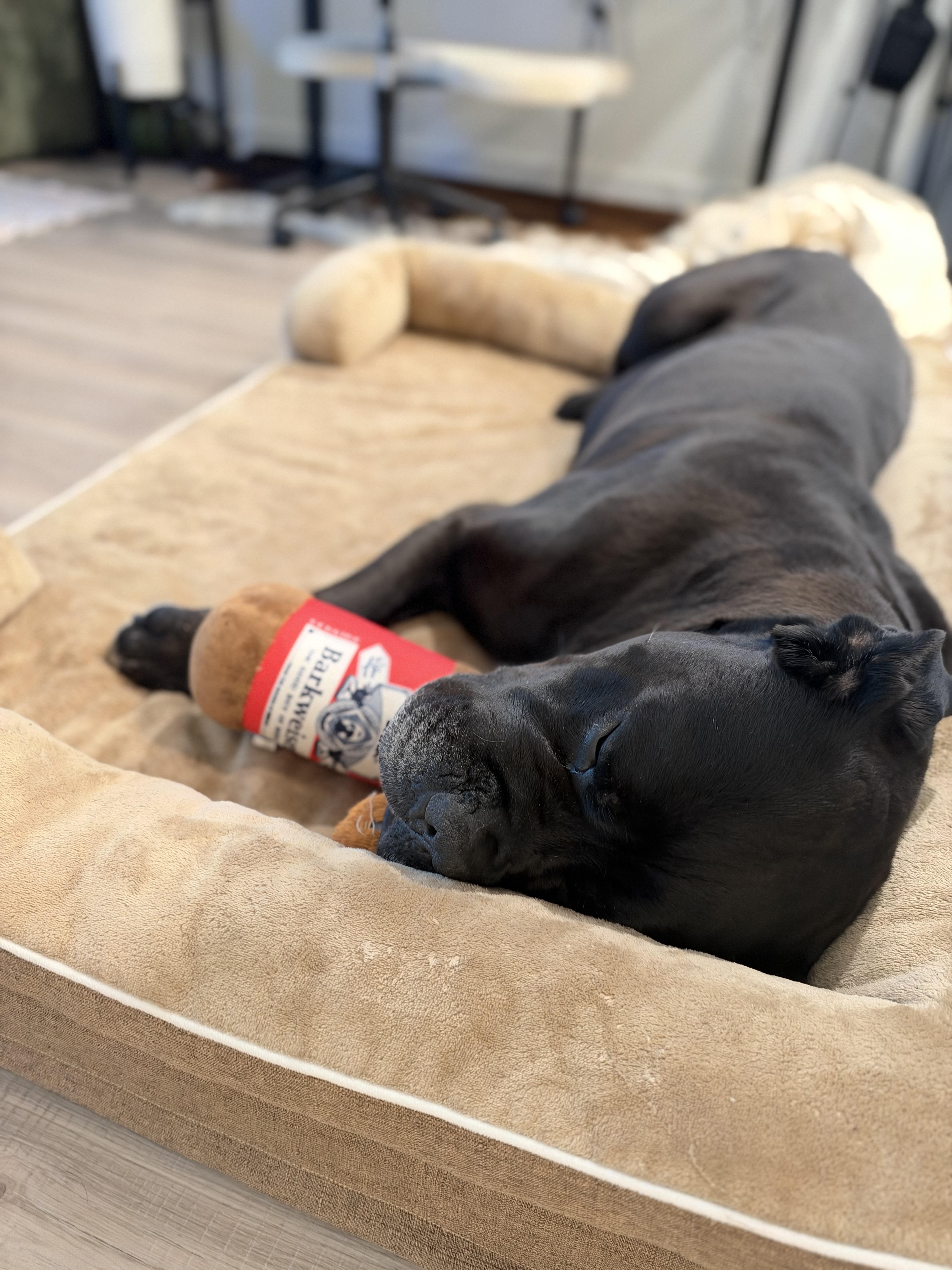 Enlarge Dozer, a Adoptable Cane Corso in Cornelius, NC image 5/5
