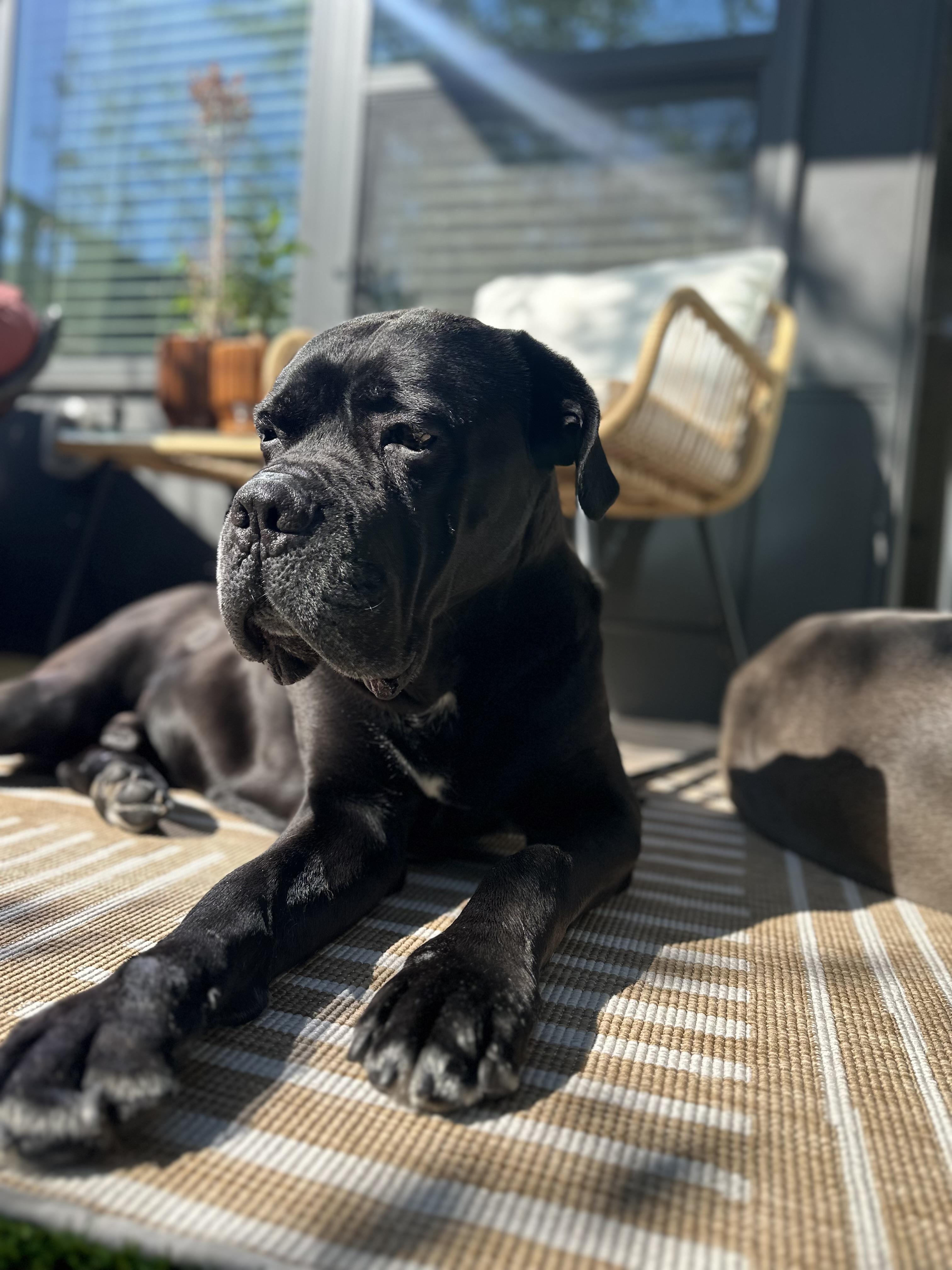 Dozer, Adoptable, Adult Male Cane Corso.
