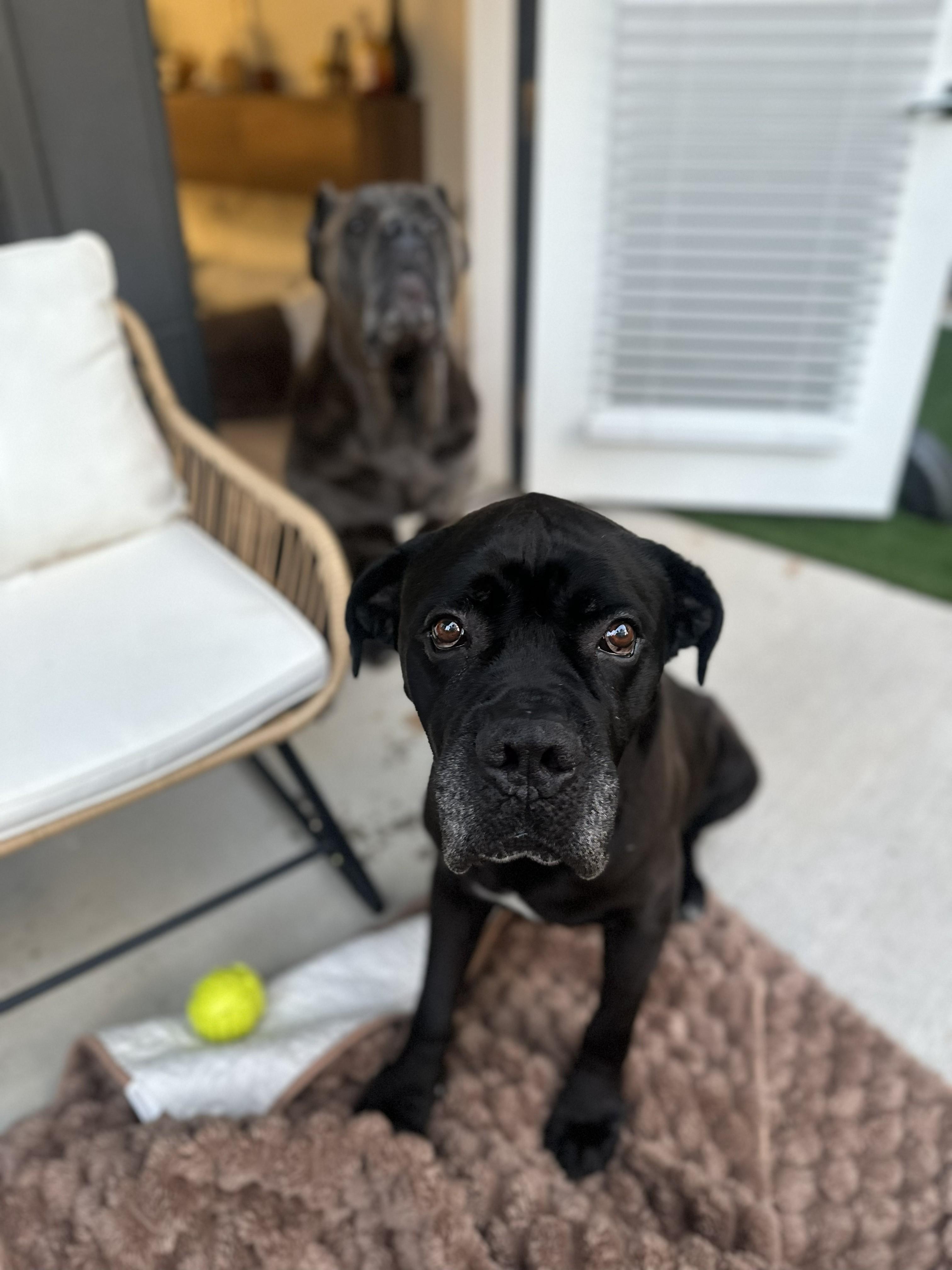 Enlarge Dozer, a Adoptable Cane Corso in Cornelius, NC image 2/5