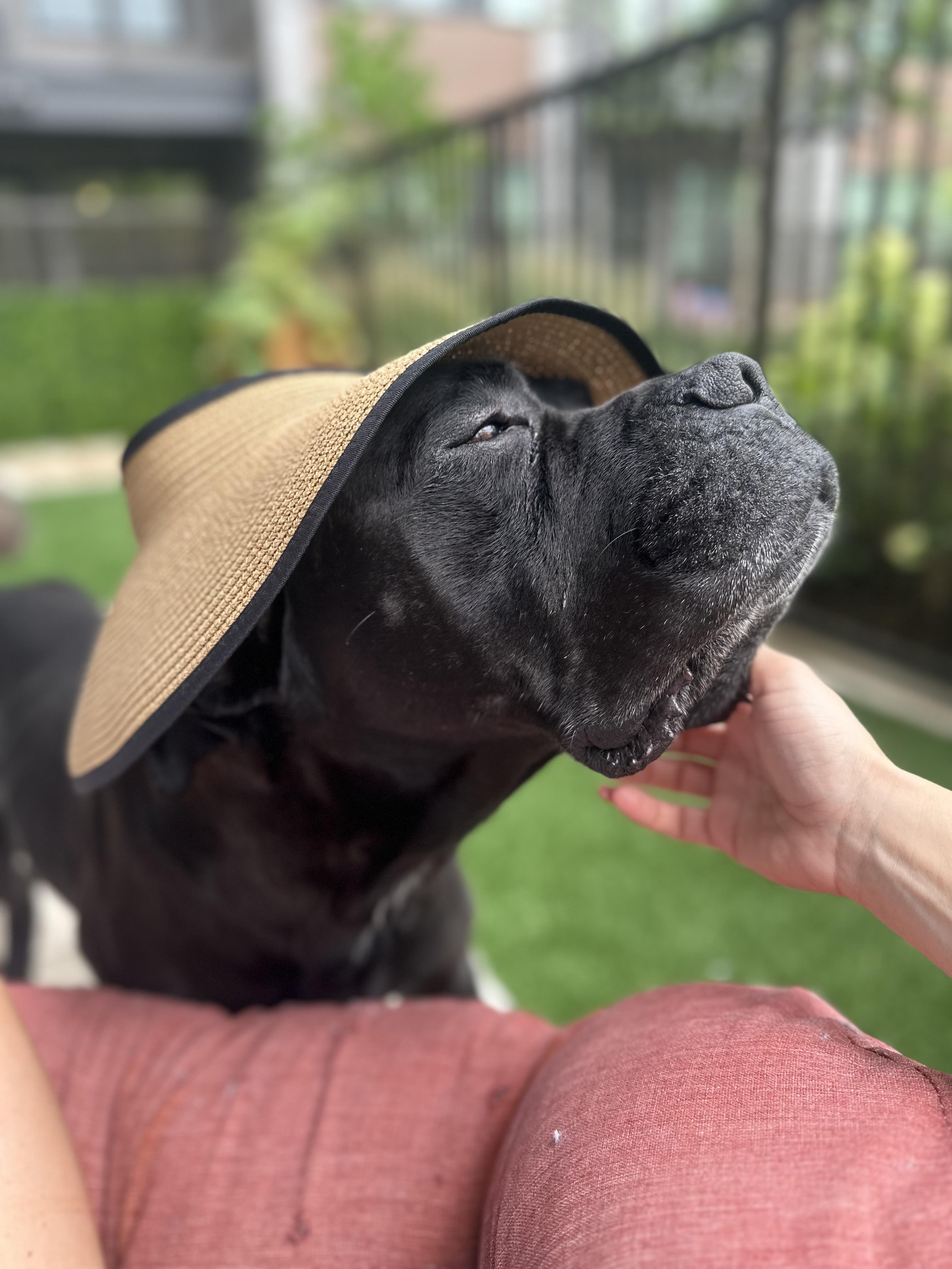 Enlarge Dozer, a Adoptable Cane Corso in Cornelius, NC image 4/5
