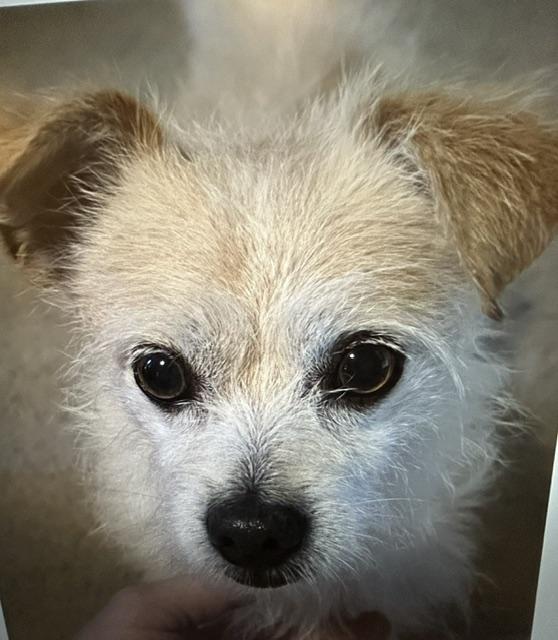 Enlarge Leo, an adopted mixed breed in Irmo, SC image 2/2