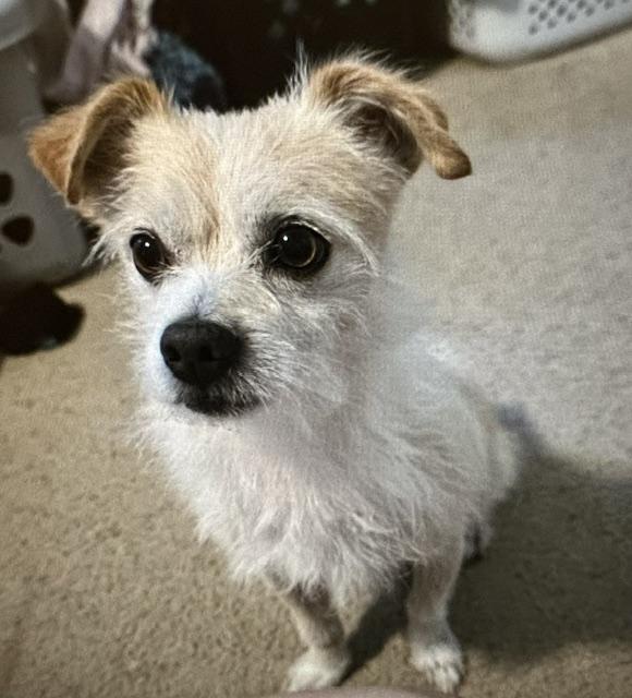 Leo, adopted, Adult Male Terrier.