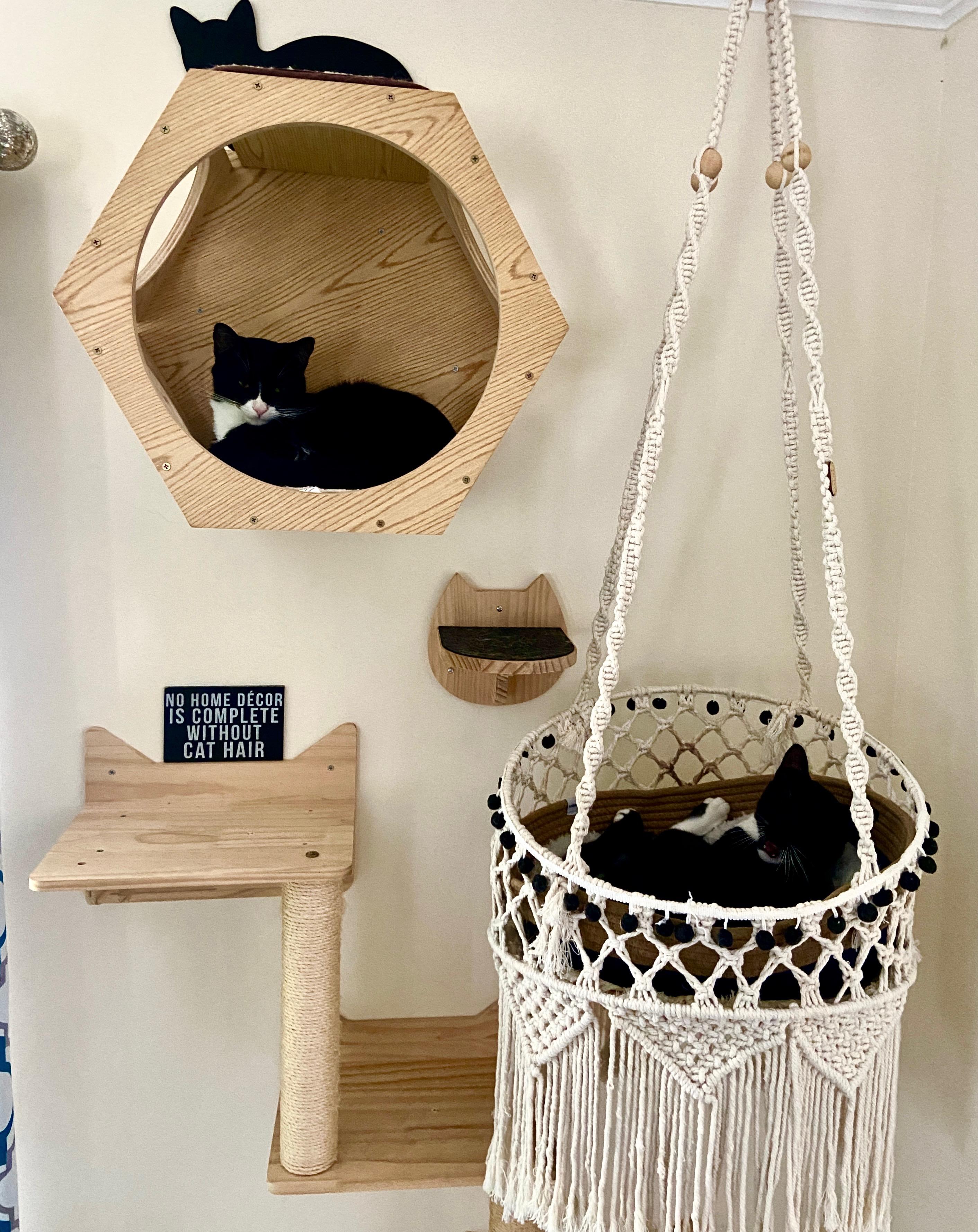 Franke (bonded with Kraus), Adoptable, Young Male Domestic Short Hair.