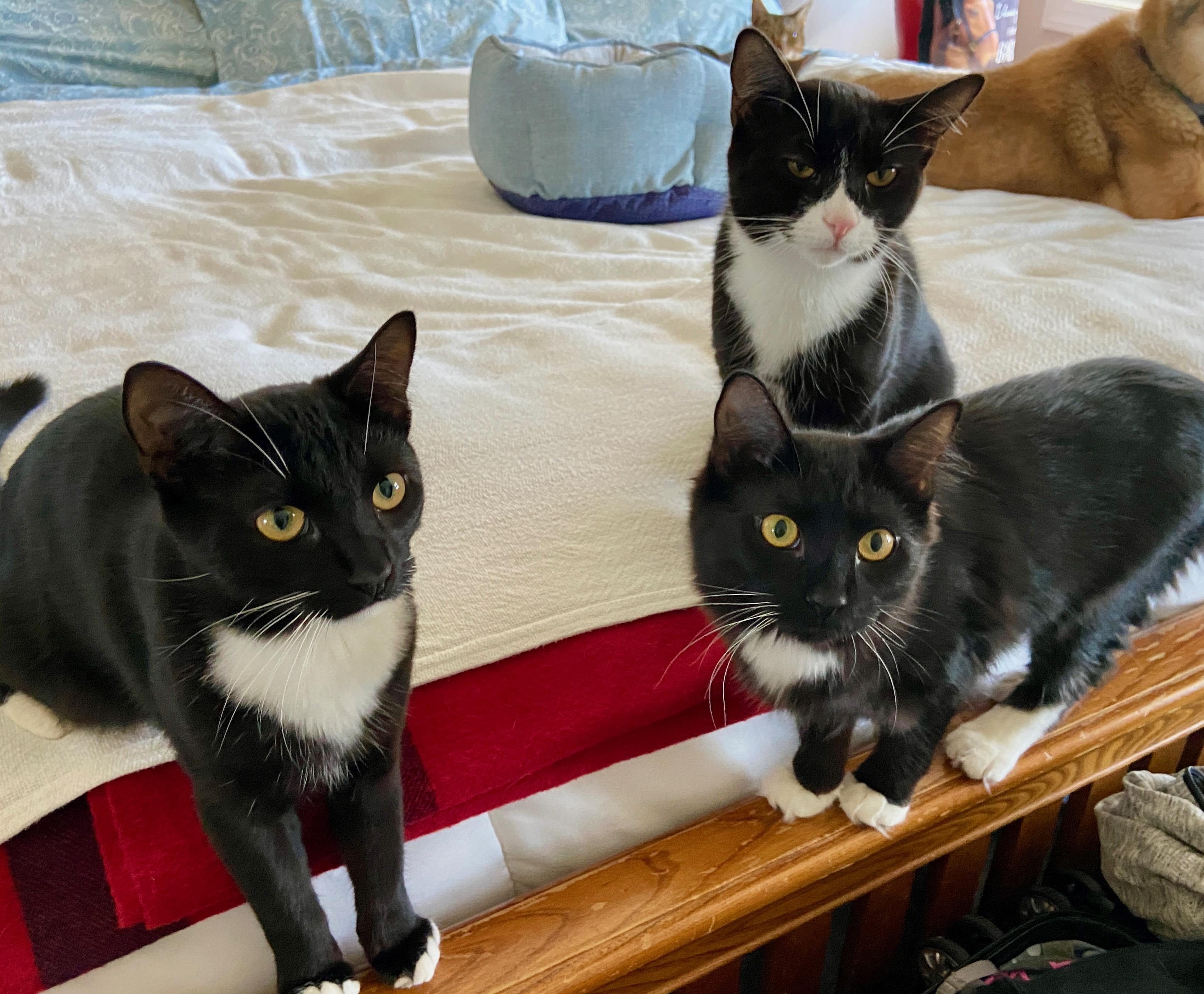 Franke, a Adoptable Domestic Short Hair in Wilmington, NC image 2/3