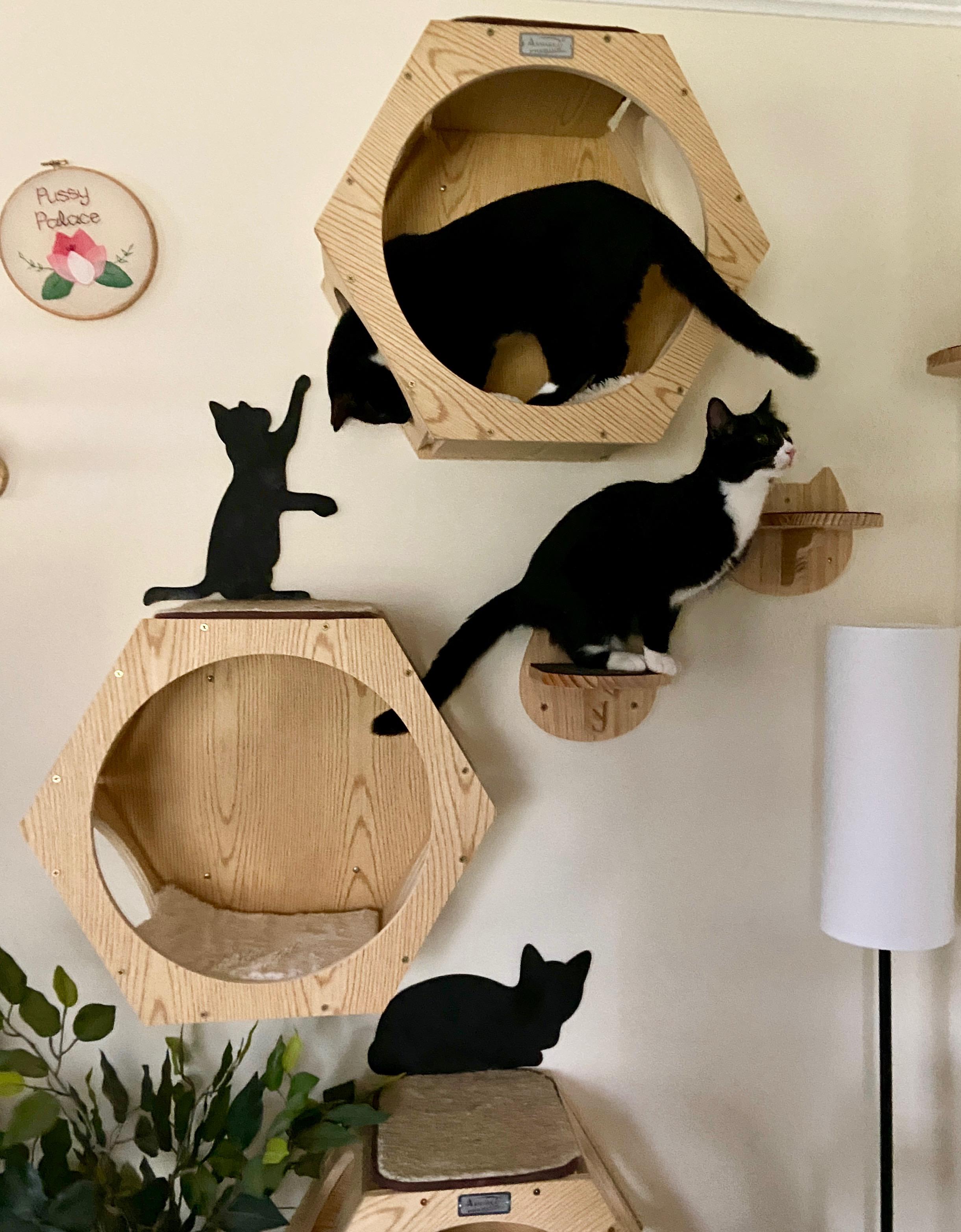 Enlarge Franke (bonded with Kraus), a Adoptable Domestic Short Hair in Wilmington, NC image 2/6