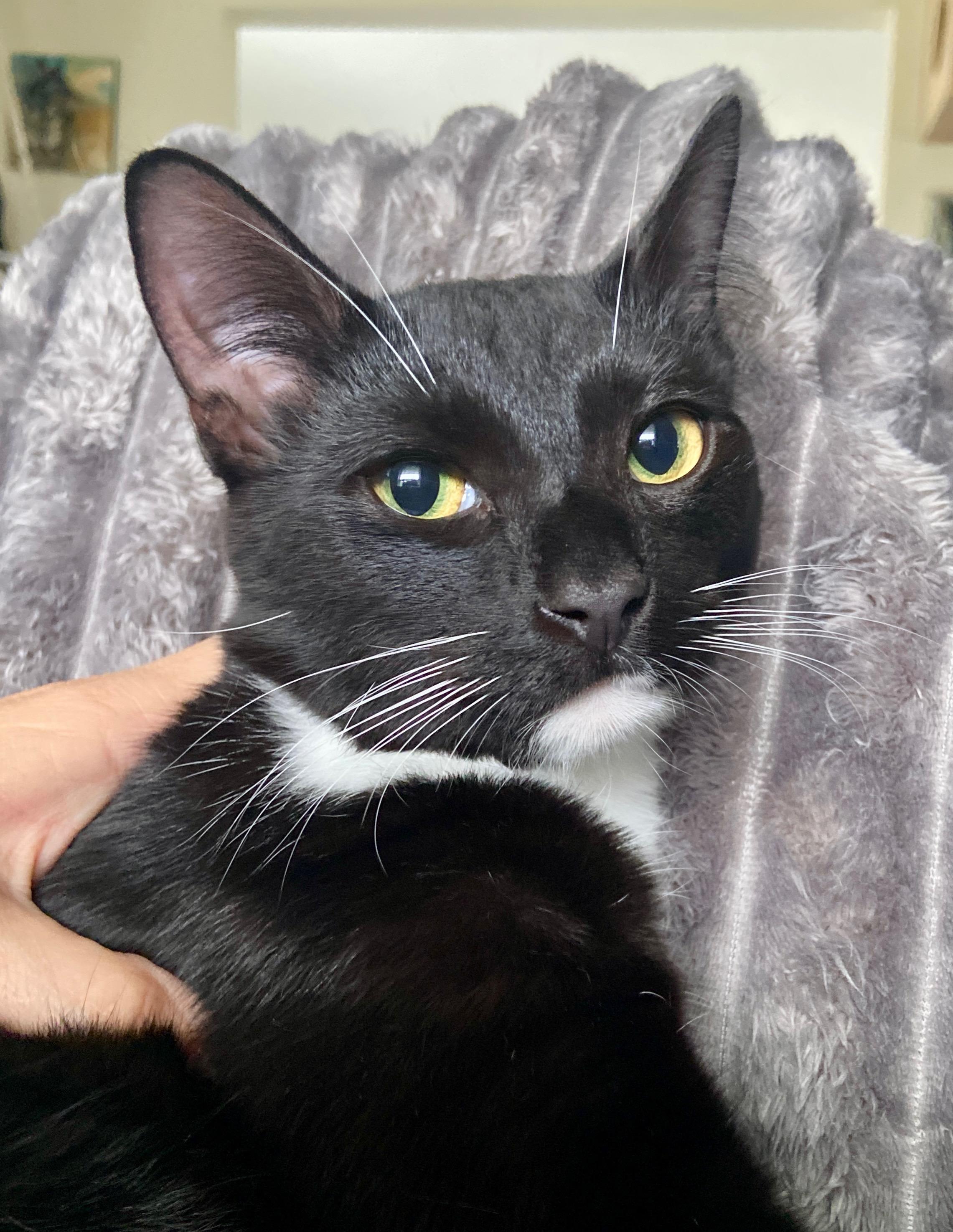 Franke, a Adoptable Domestic Short Hair in Wilmington, NC image 1/3