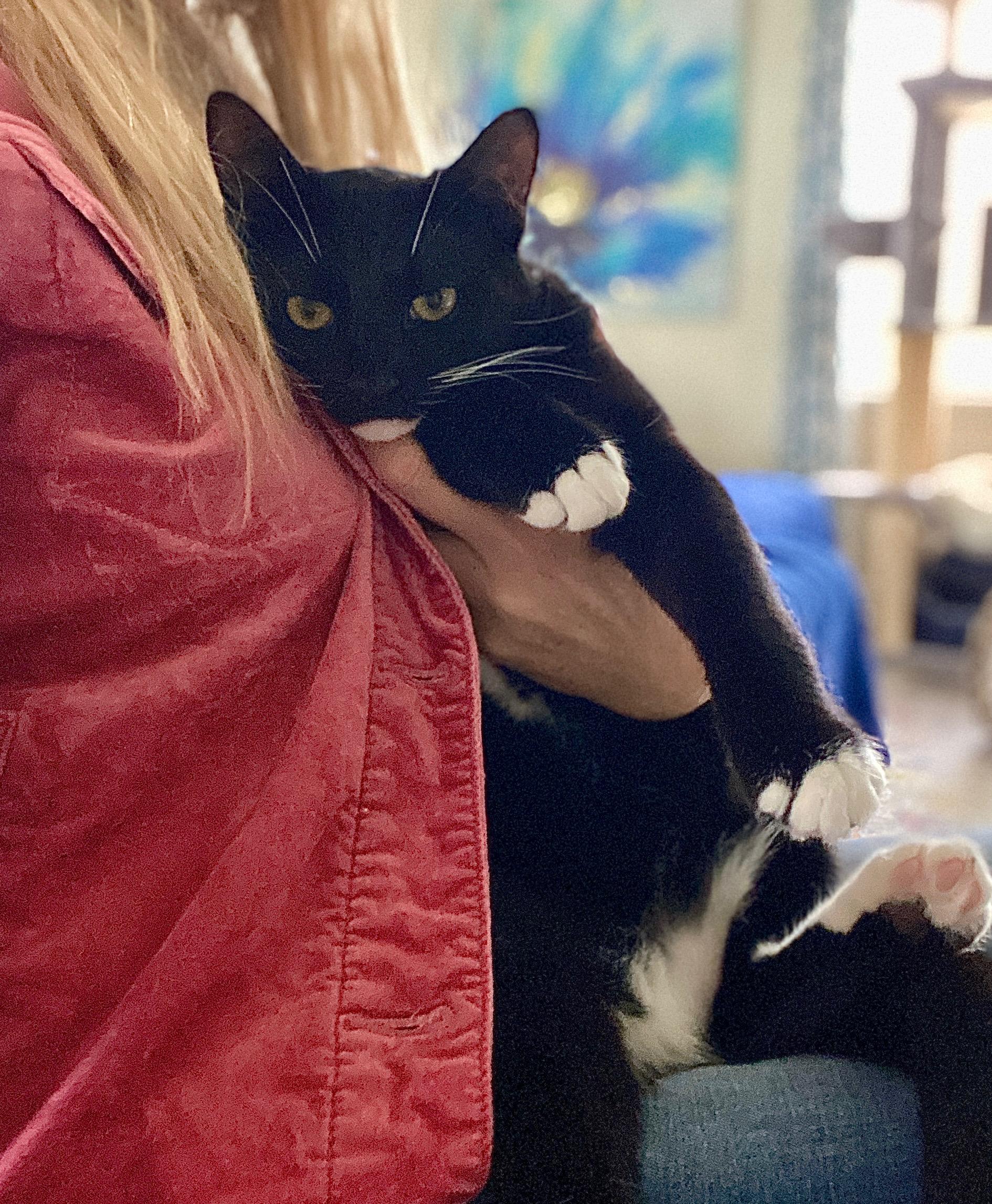 Enlarge Franke (bonded with Kraus), a Adoptable Domestic Short Hair in Wilmington, NC image 3/6