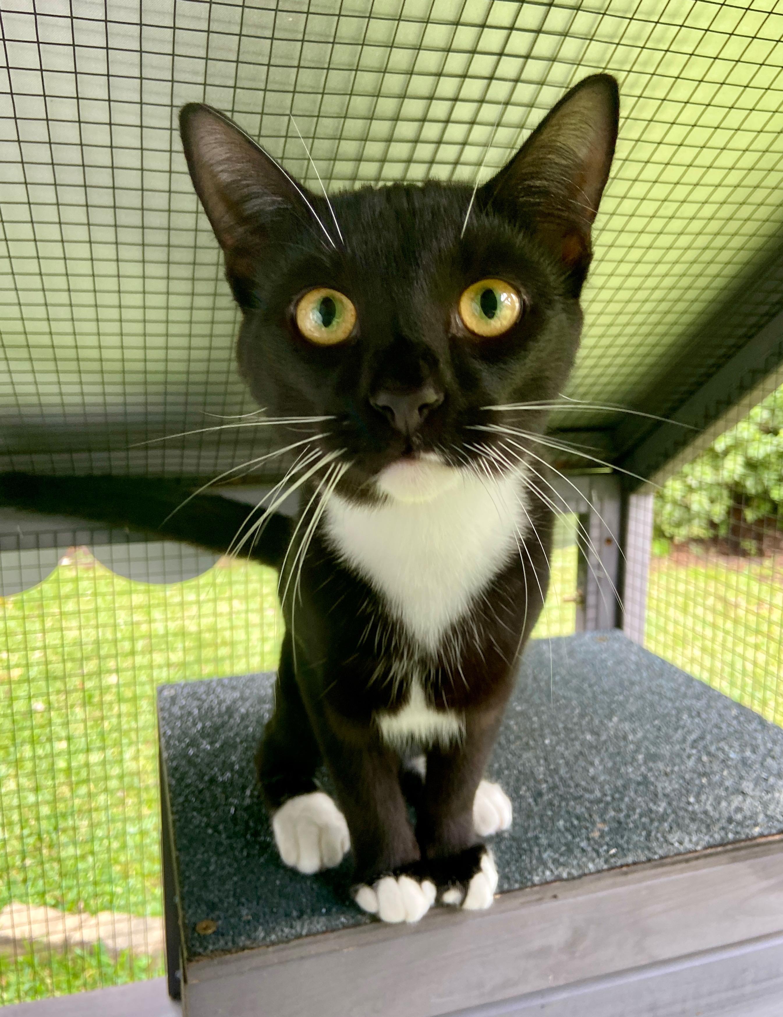 Enlarge Franke (bonded with Kraus), a Adoptable Domestic Short Hair in Wilmington, NC image 4/6