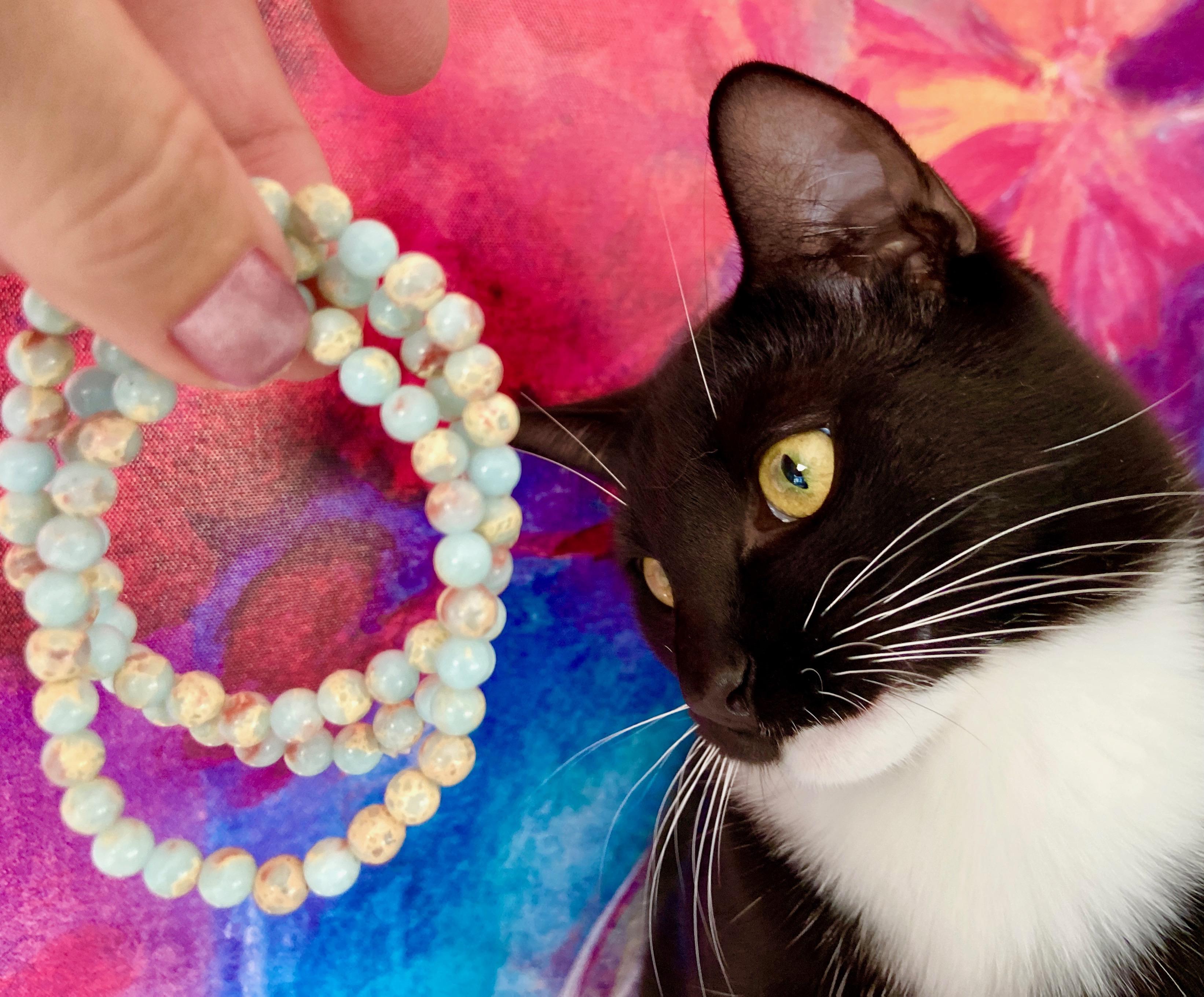 Enlarge Franke (bonded with Kraus), a Adoptable Domestic Short Hair in Wilmington, NC image 5/6