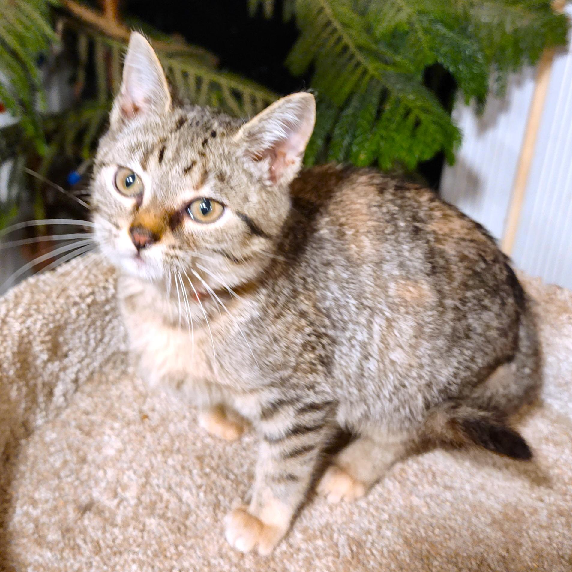 PRECIOUS PATSY CLINE!
