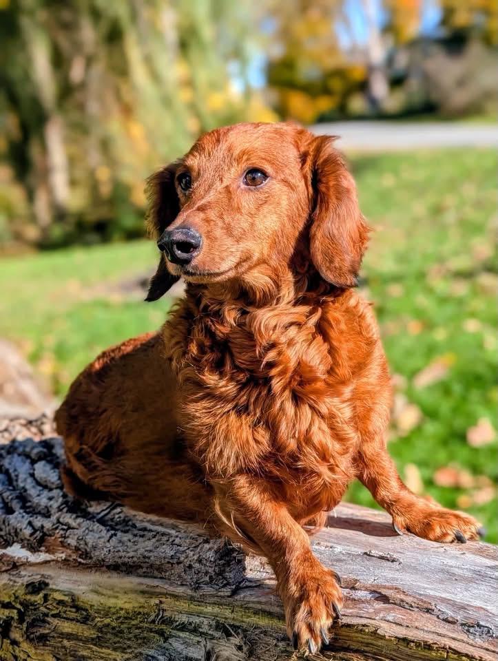 Enlarge Oliver, a Adoptable Dachshund in Cowlesville, NY image 1/2