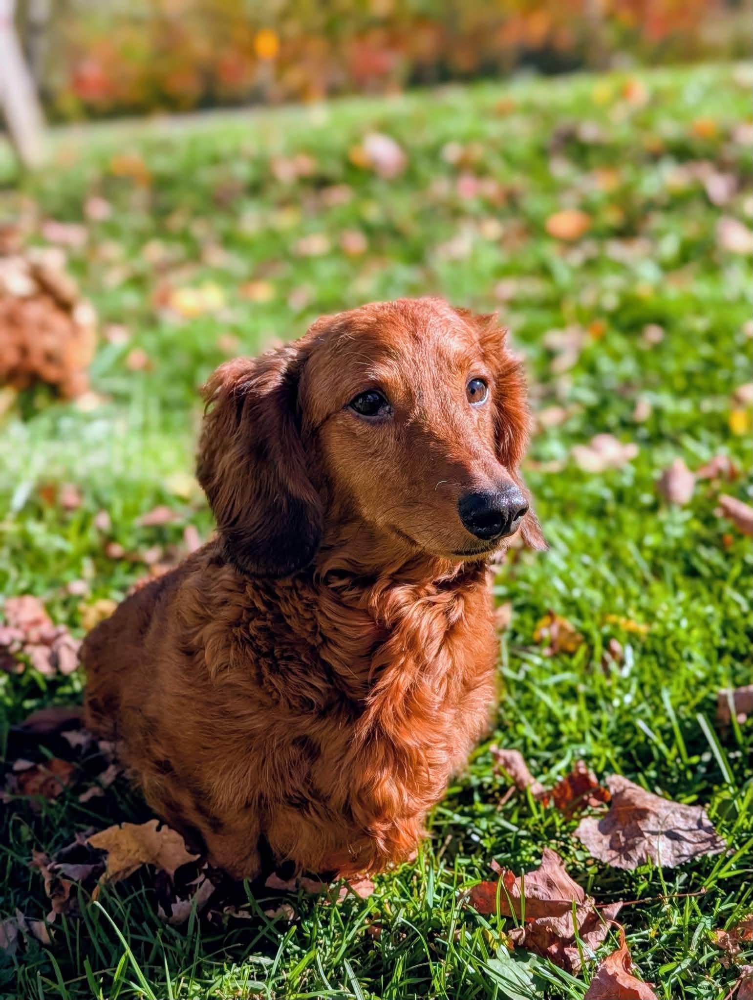 Enlarge Oliver, a Adoptable Dachshund in Cowlesville, NY image 2/2