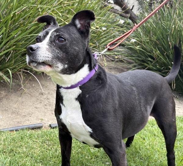 Lucina, Adoptable, Senior Female Boston Terrier & Bull Terrier.