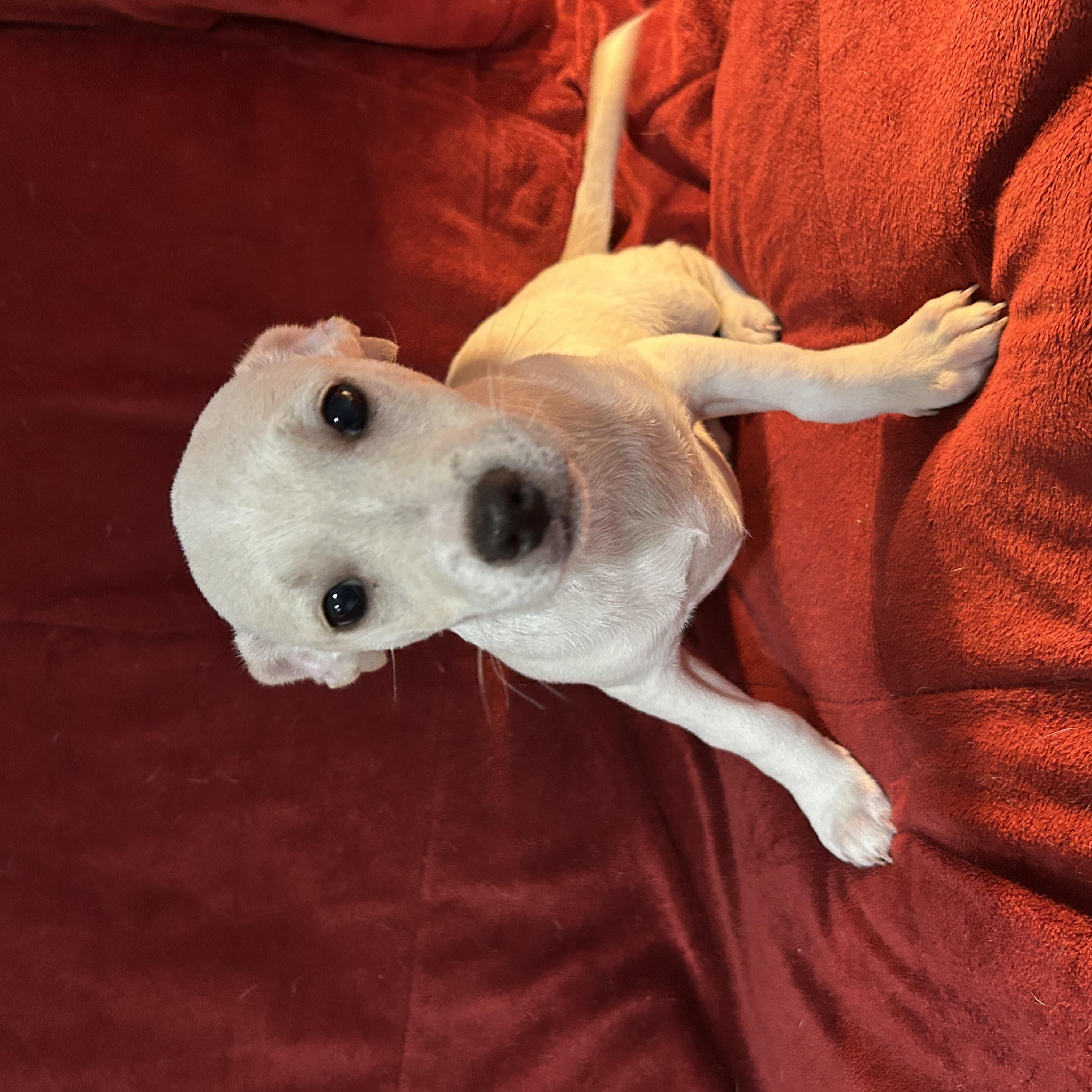 Enlarge Jason, a Adoptable mixed breed in Sarasota, FL image 5/5