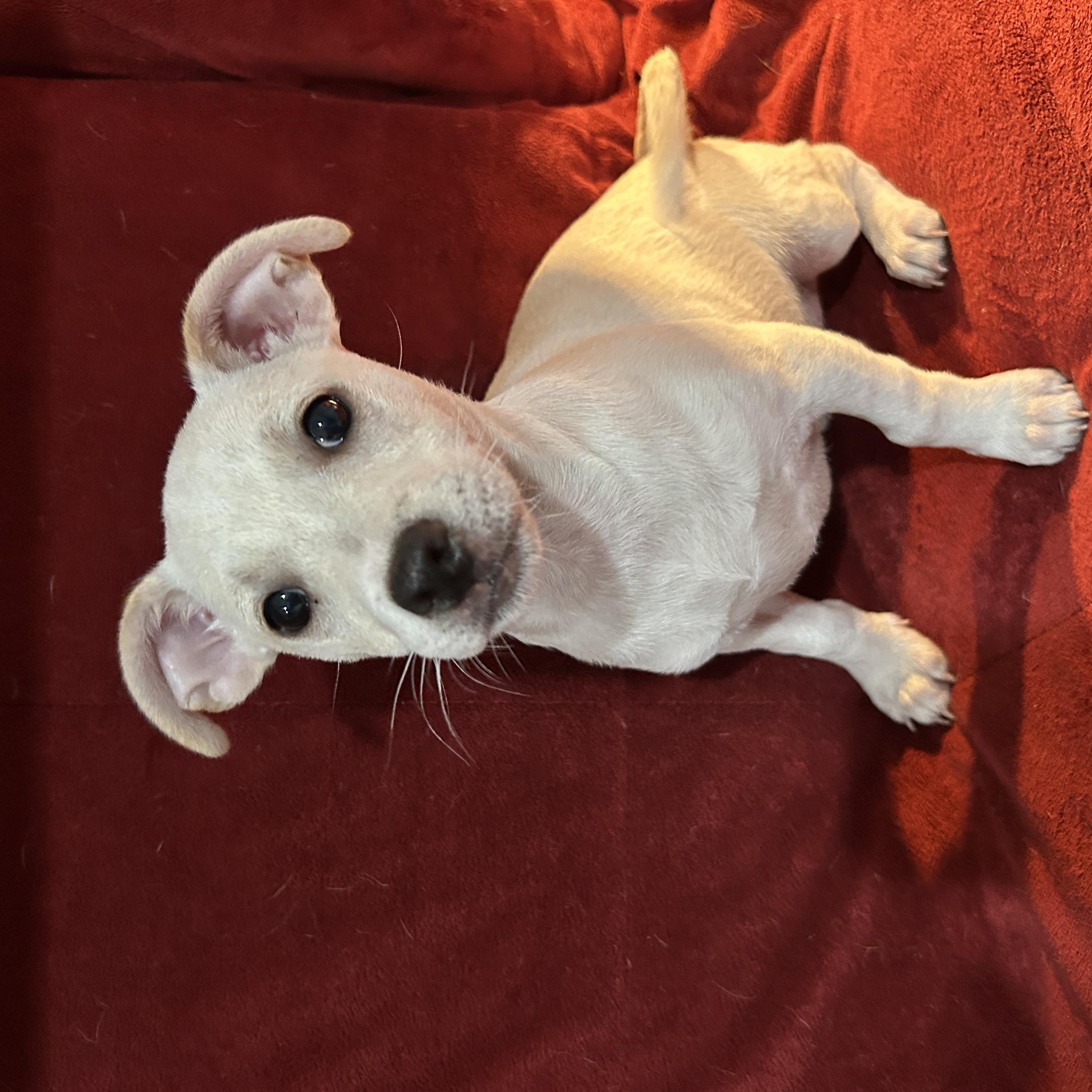 Enlarge Jason, a Adoptable mixed breed in Sarasota, FL image 4/5