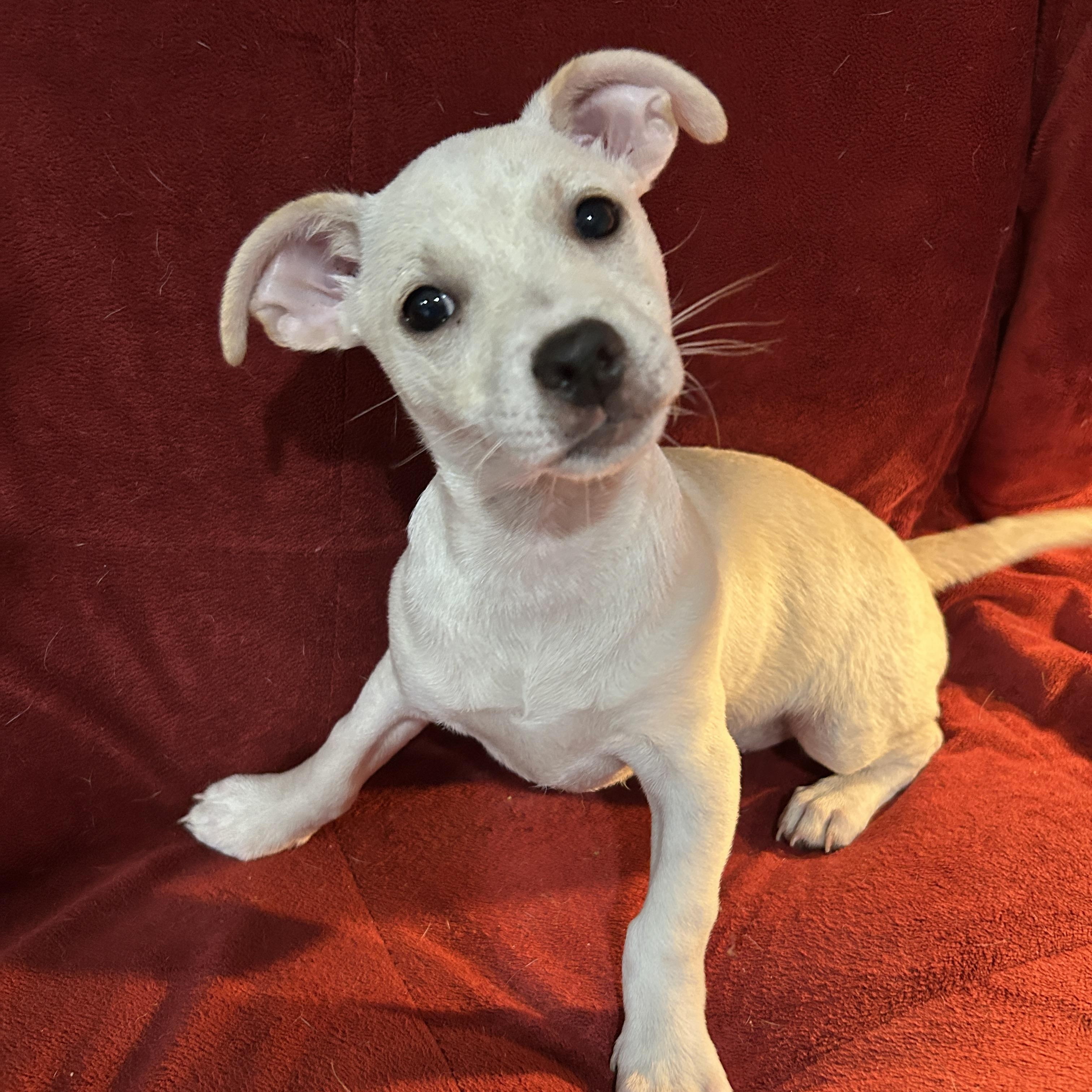 Jason, Adoptable, Puppy Male Cairn Terrier.