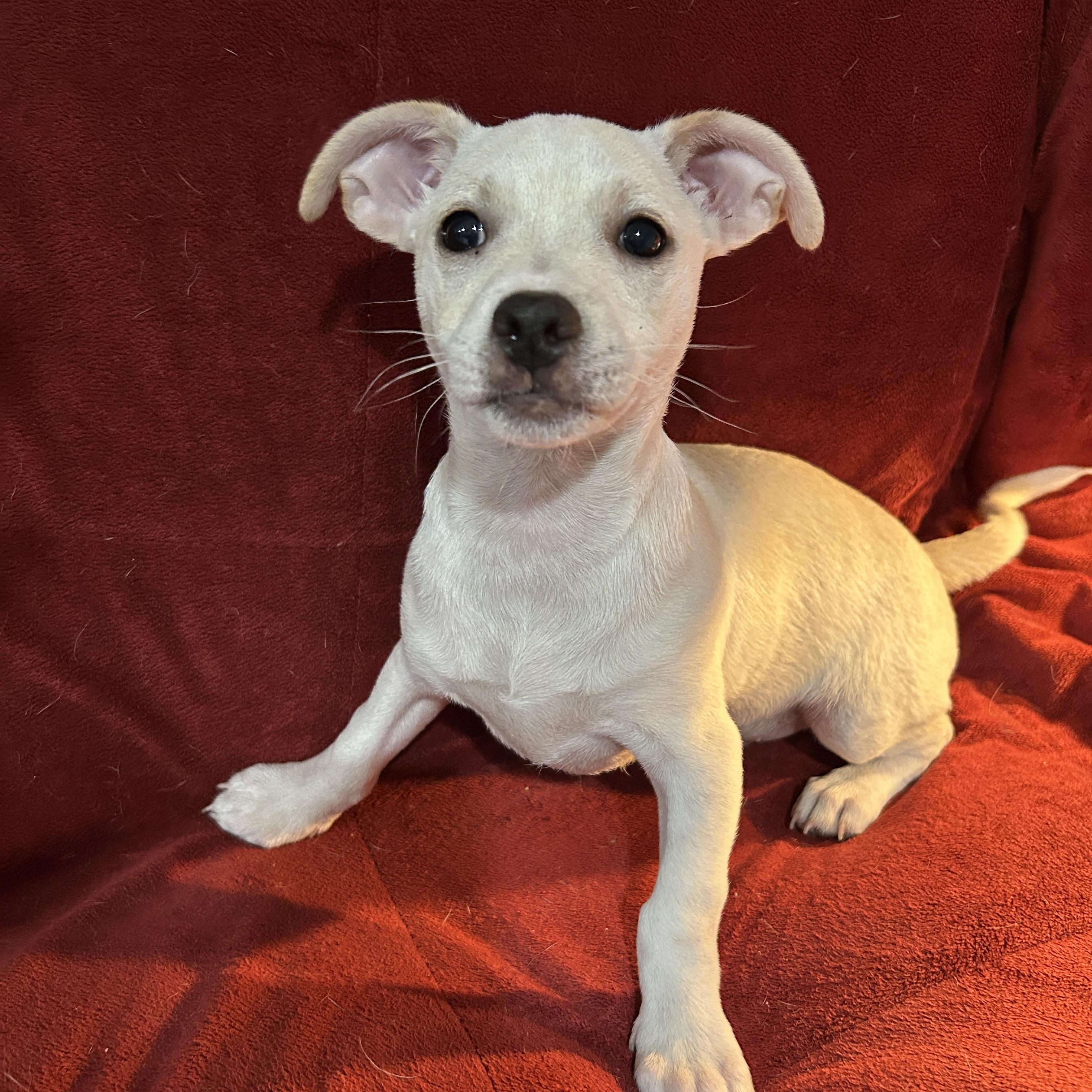 Enlarge Jason, a Adoptable mixed breed in Sarasota, FL image 2/5