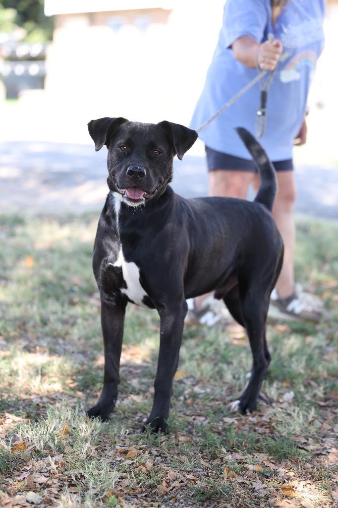 Baxter, Adoptable, Adult Male Labrador Retriever & Pit Bull Terrier.