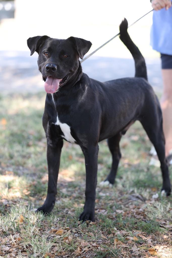 Enlarge Baxter, a Adoptable mixed breed in Dyersburg, TN image 2/6