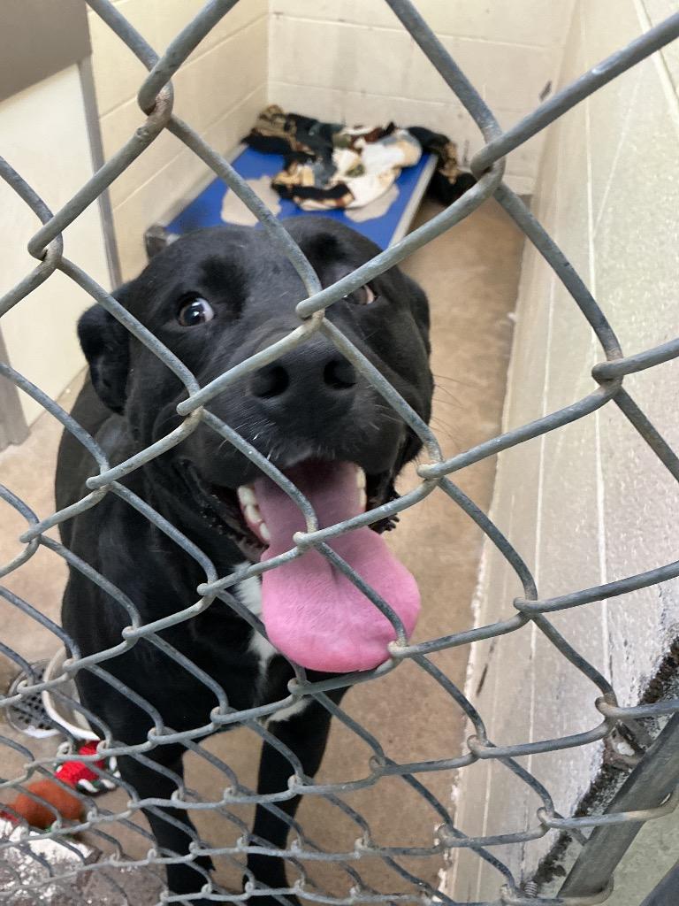 Baxter, Adoptable, Adult Male Mixed Breed.