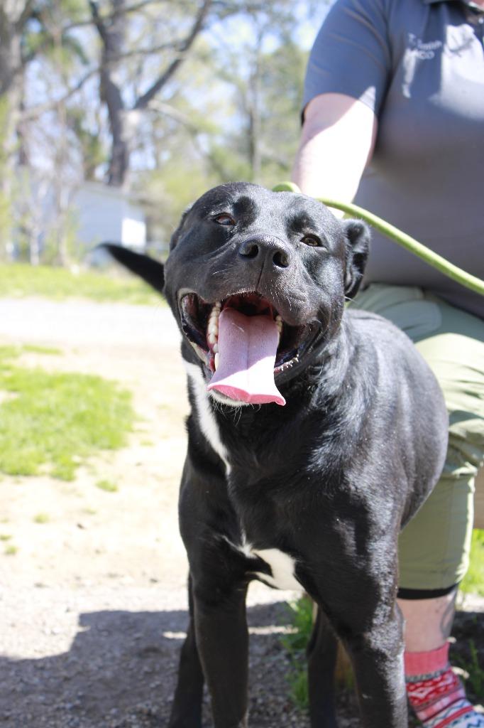 Baxter, Adoptable, Adult Male Mixed Breed.