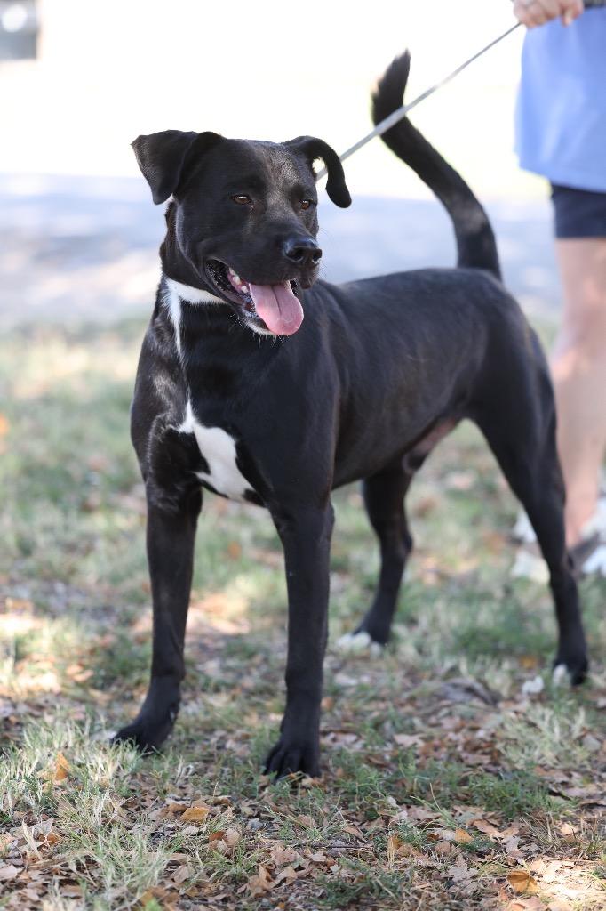 Enlarge Baxter, a Adoptable mixed breed in Dyersburg, TN image 4/6