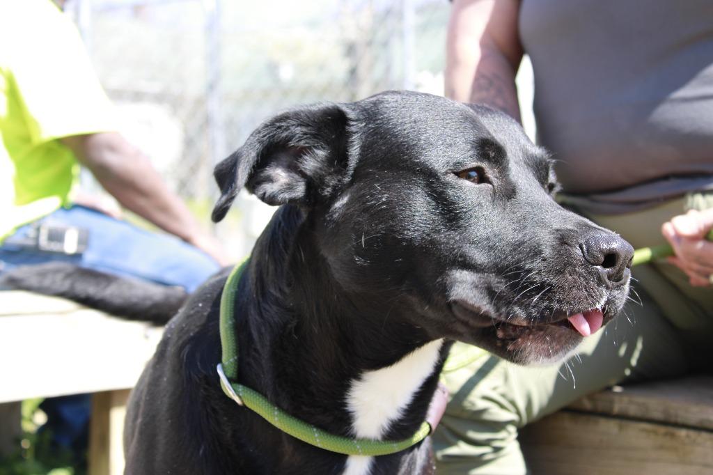 Enlarge Baxter, a Adoptable mixed breed in Dyersburg, TN image 2/3