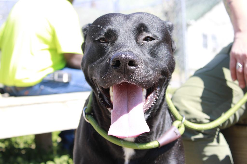Enlarge Baxter, a Adoptable mixed breed in Dyersburg, TN image 3/3