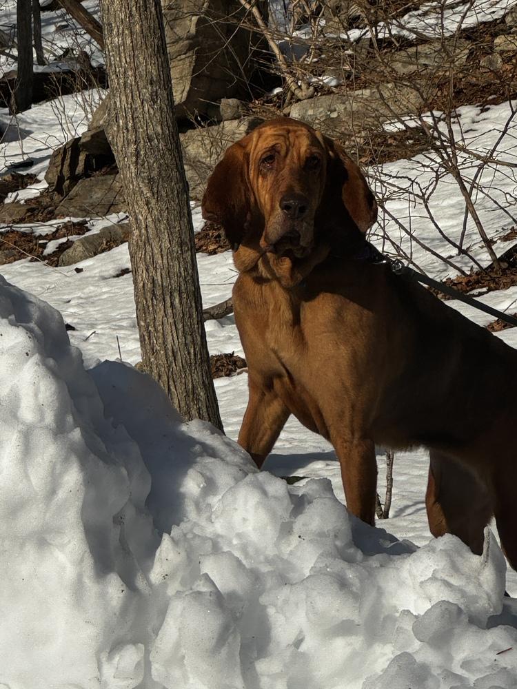 Enlarge Agnes, a Adopted mixed breed in Brewster , NY image 1/4