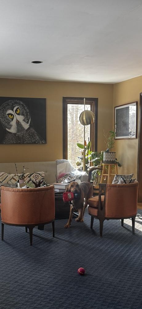 Enlarge Agnes, a Adopted mixed breed in Brewster , NY image 2/4