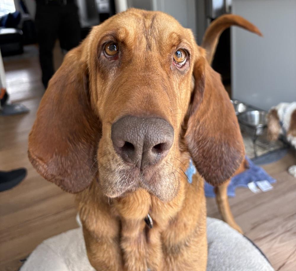 Agnes, Adopted, Young Female Bloodhound.