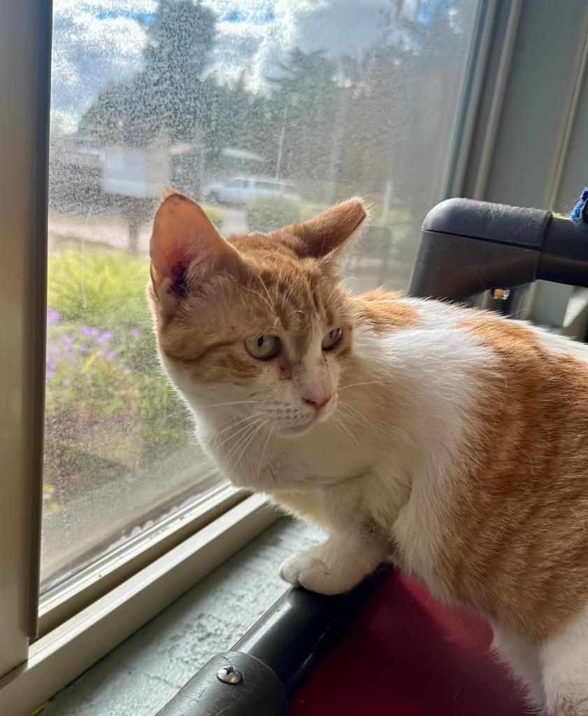 Enlarge Dunder Mifflin, a Adoptable Tabby in Newberg, OR image 1/3
